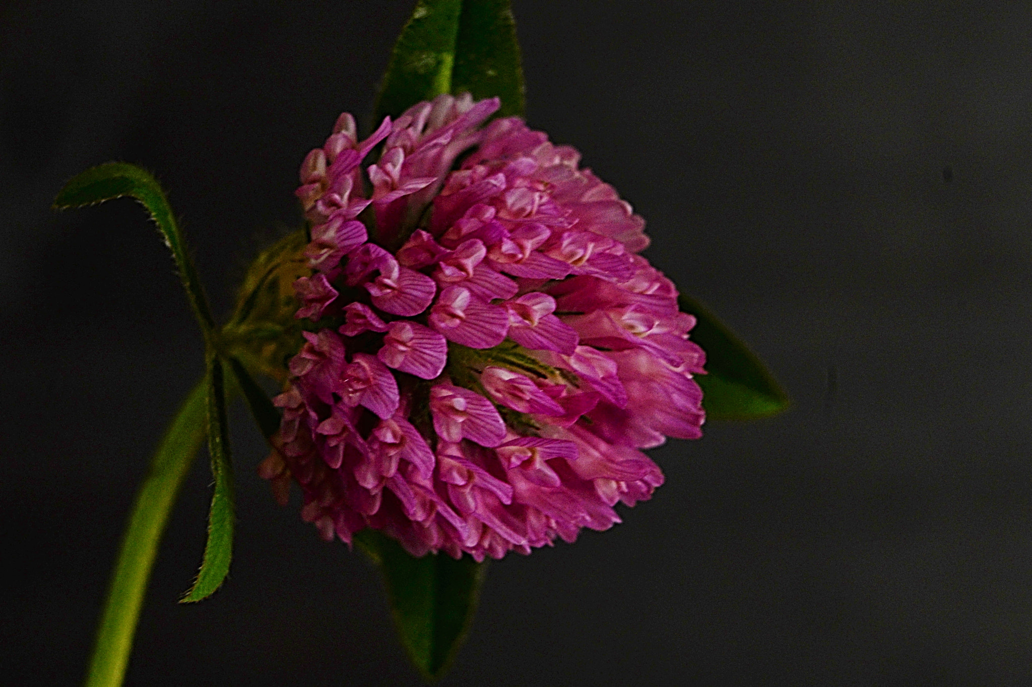 Nikon D610 sample photo. Delicadas photography