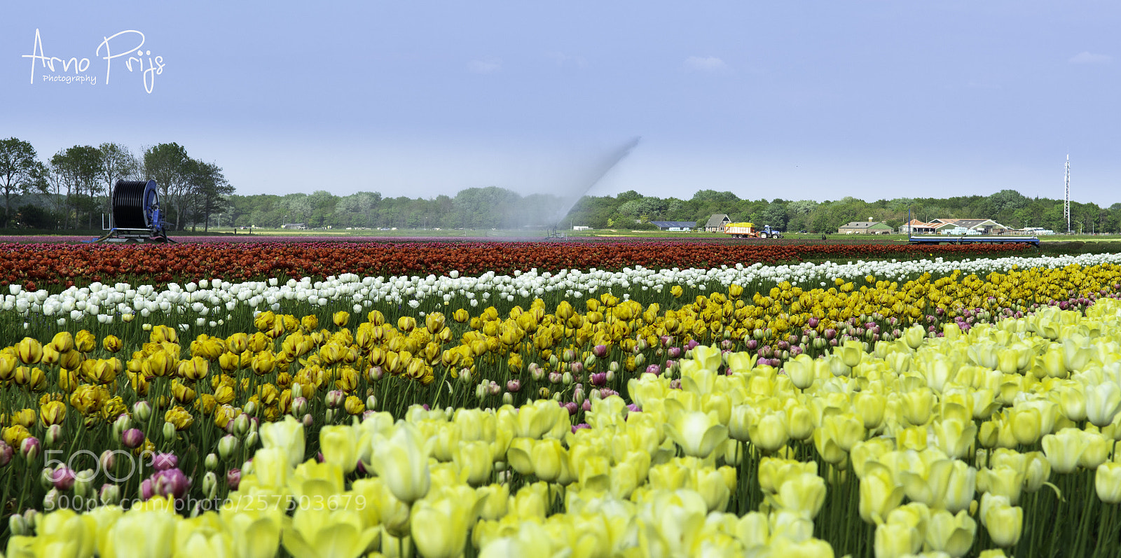 Nikon D7100 sample photo. Tulpen bewaterd photography