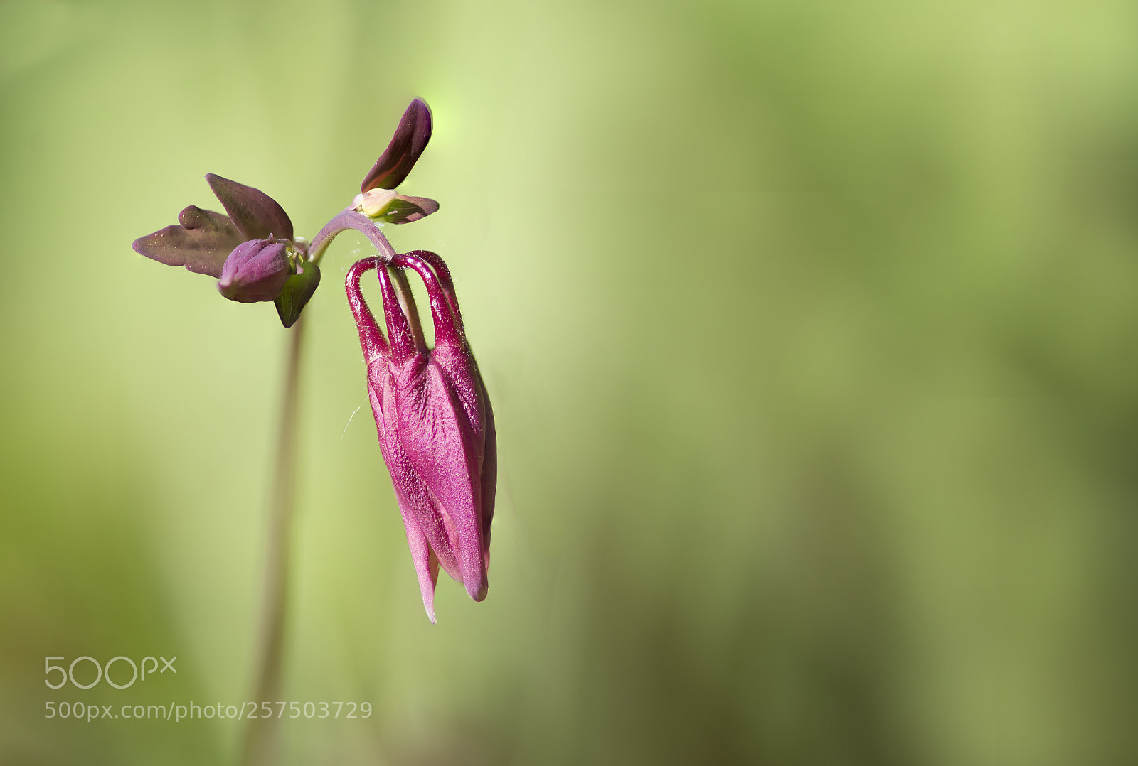 Nikon D610 sample photo. Aquilegia photography