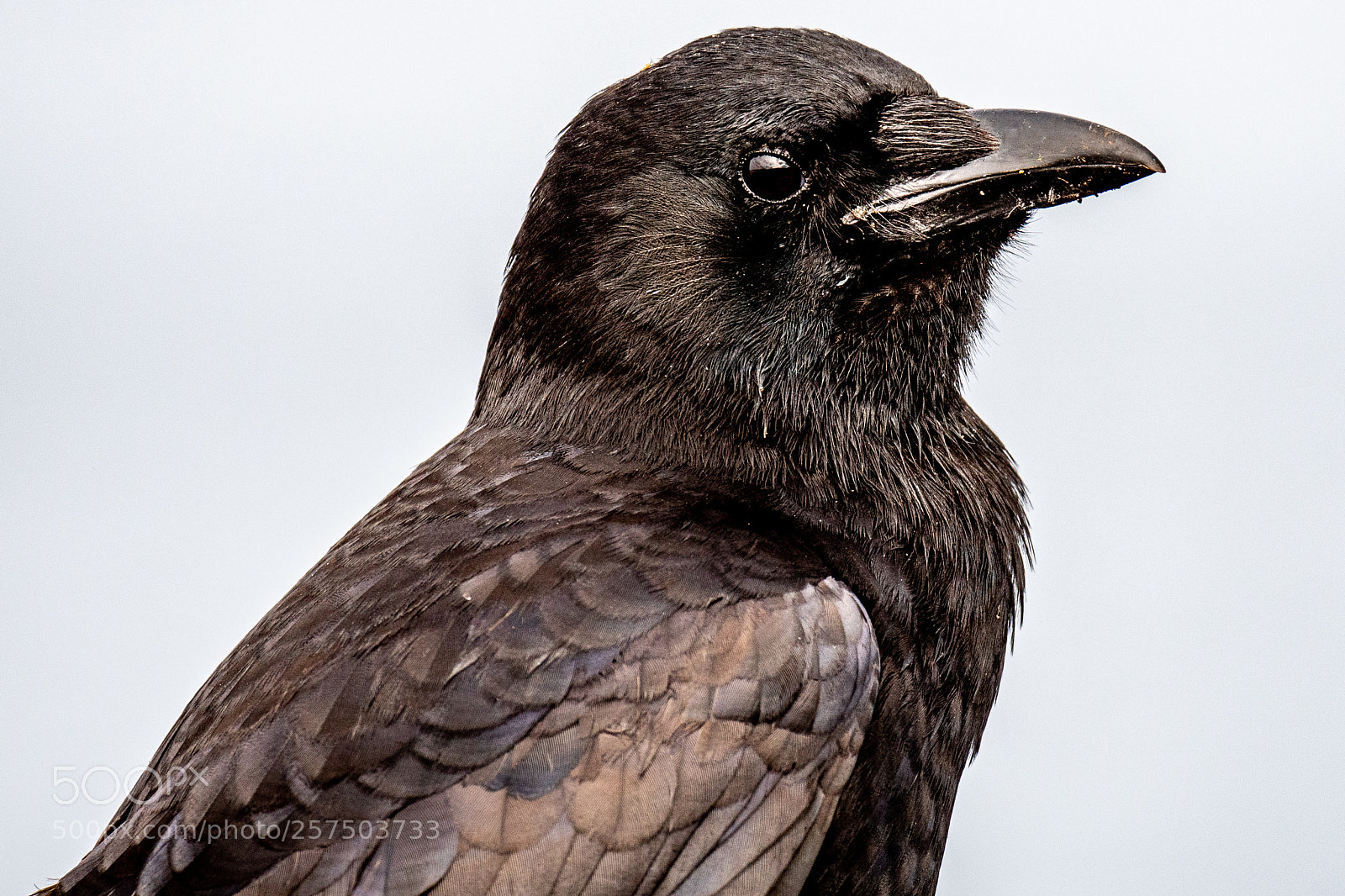Nikon D500 sample photo. Raven photography