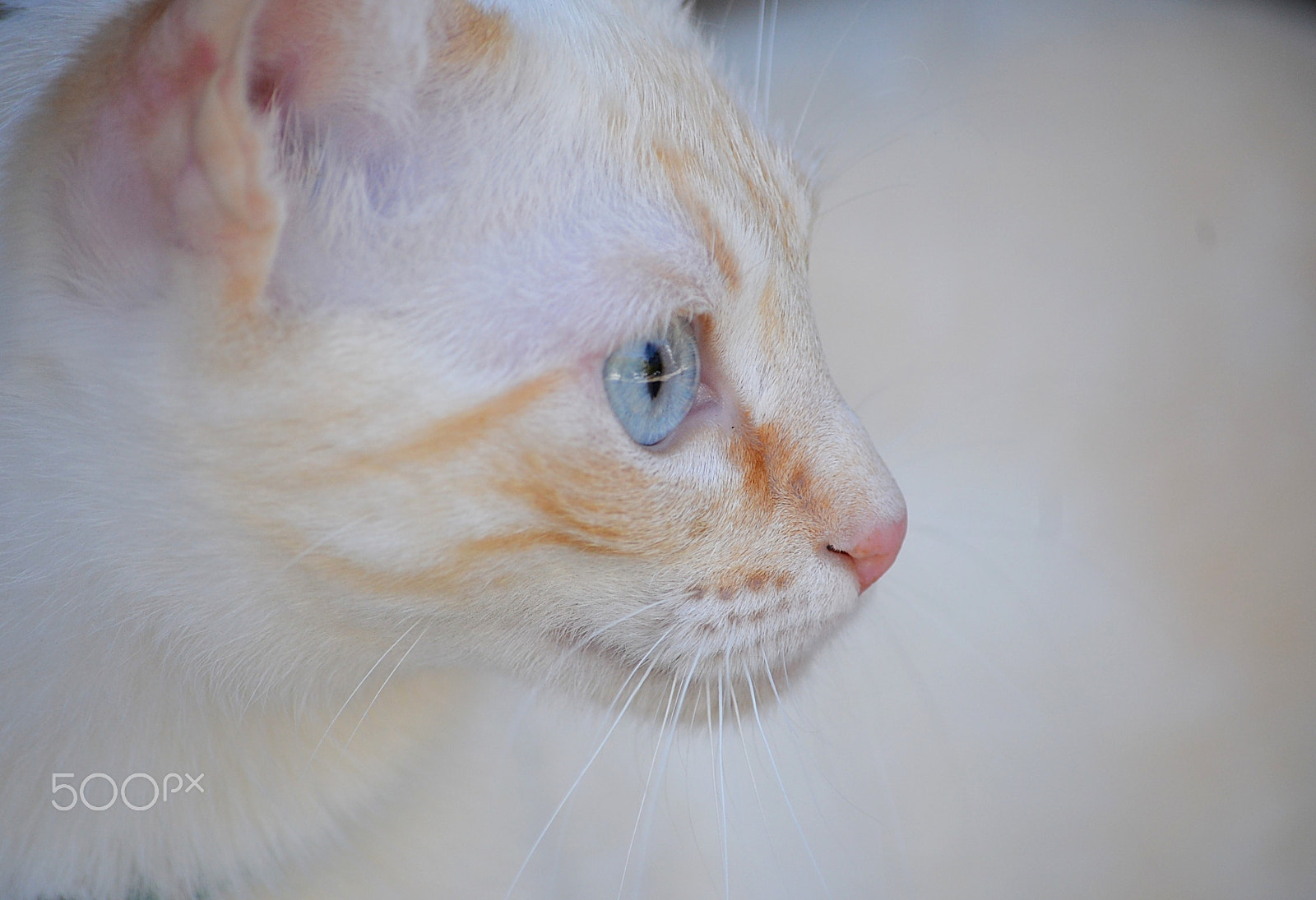 Nikon D610 sample photo. St photography