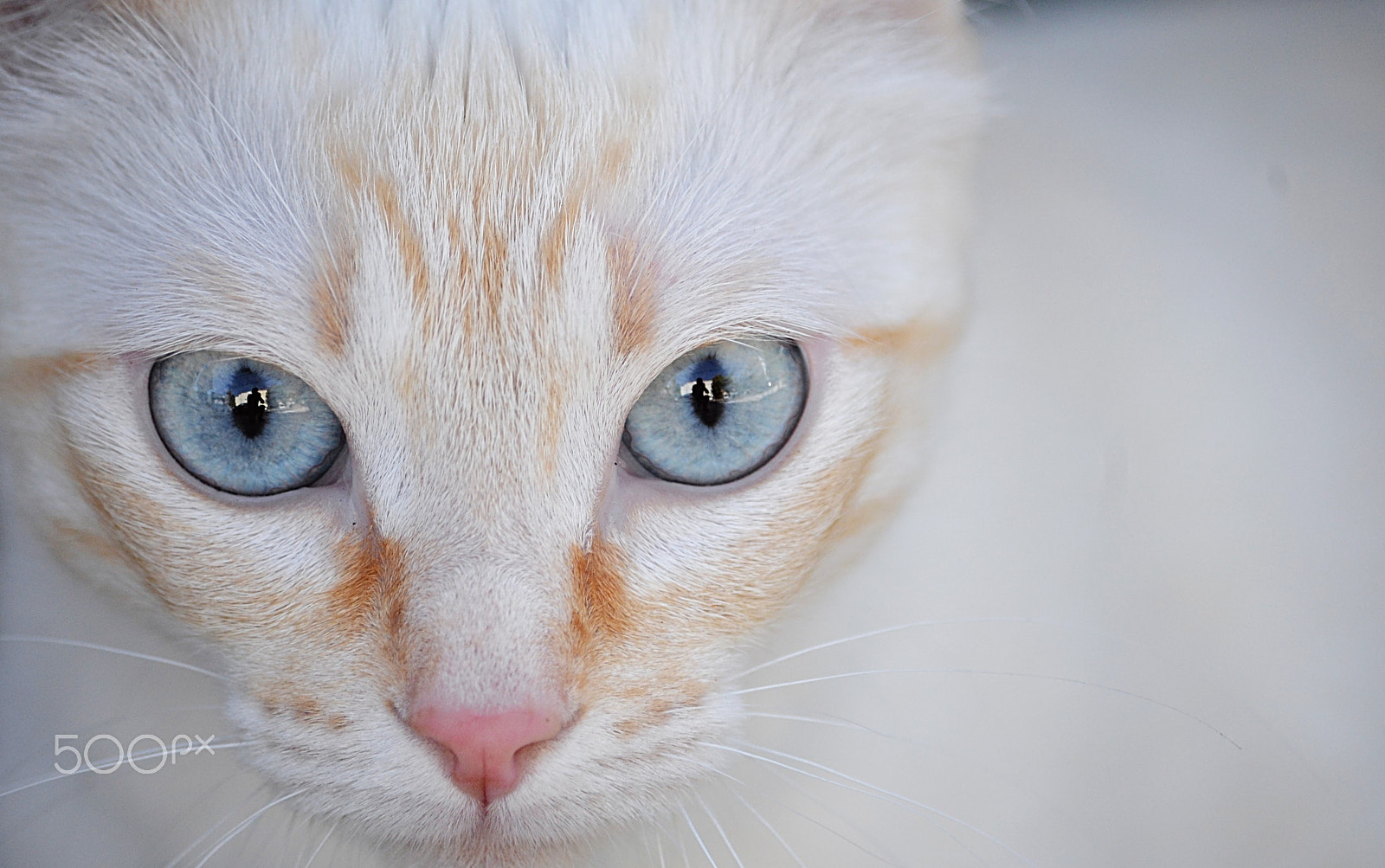 Nikon D610 sample photo. St photography