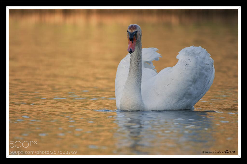 Nikon D700 sample photo. Untitled photography