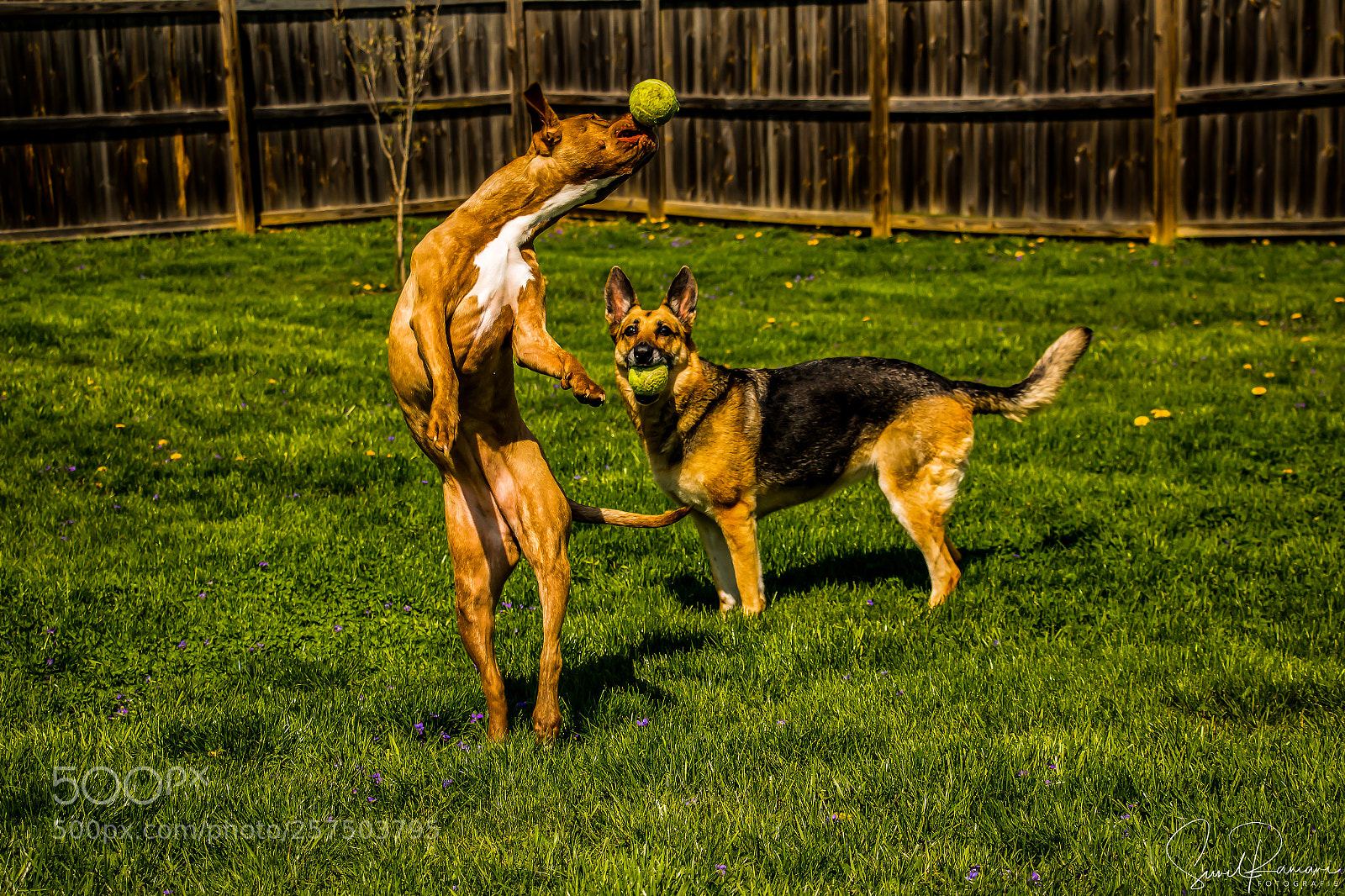 Canon EOS 70D sample photo. Playtime photography