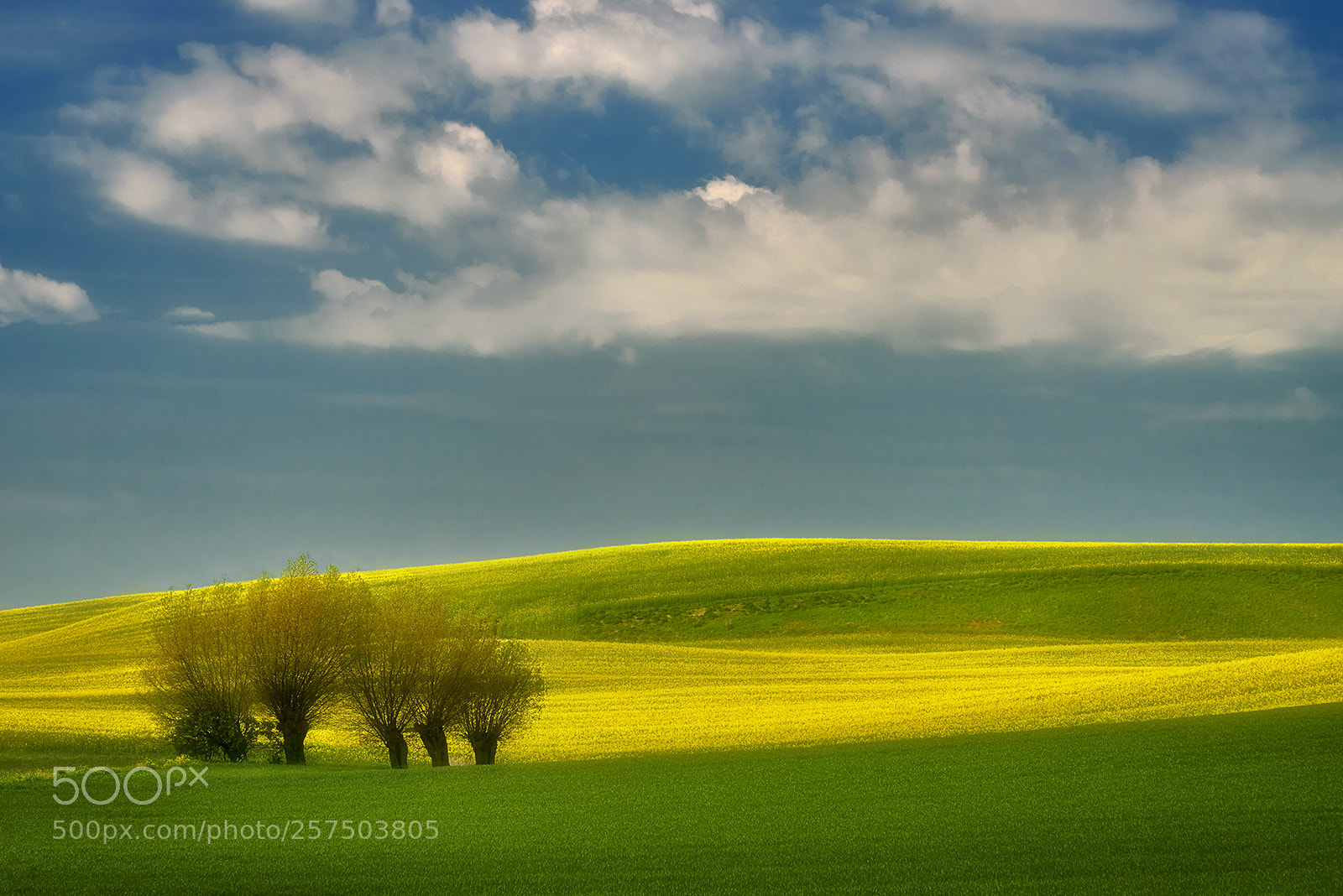 Nikon D810 sample photo. Spring photography