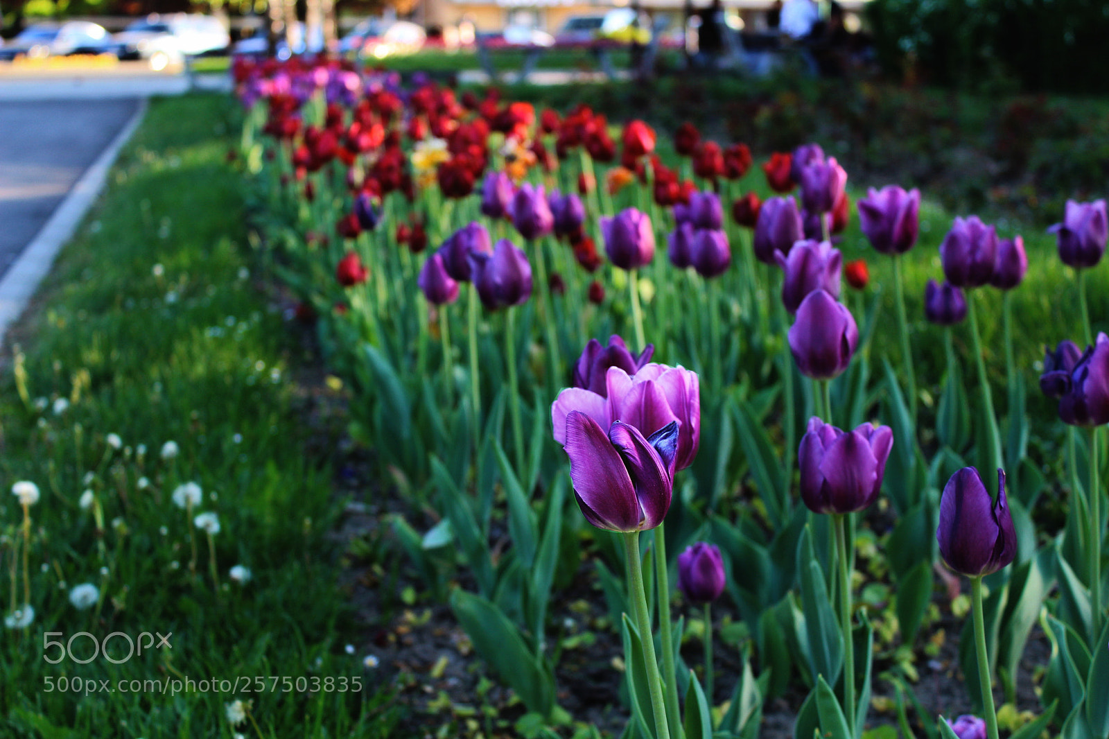 Canon EOS 1300D (EOS Rebel T6 / EOS Kiss X80) sample photo. Tulip fever photography