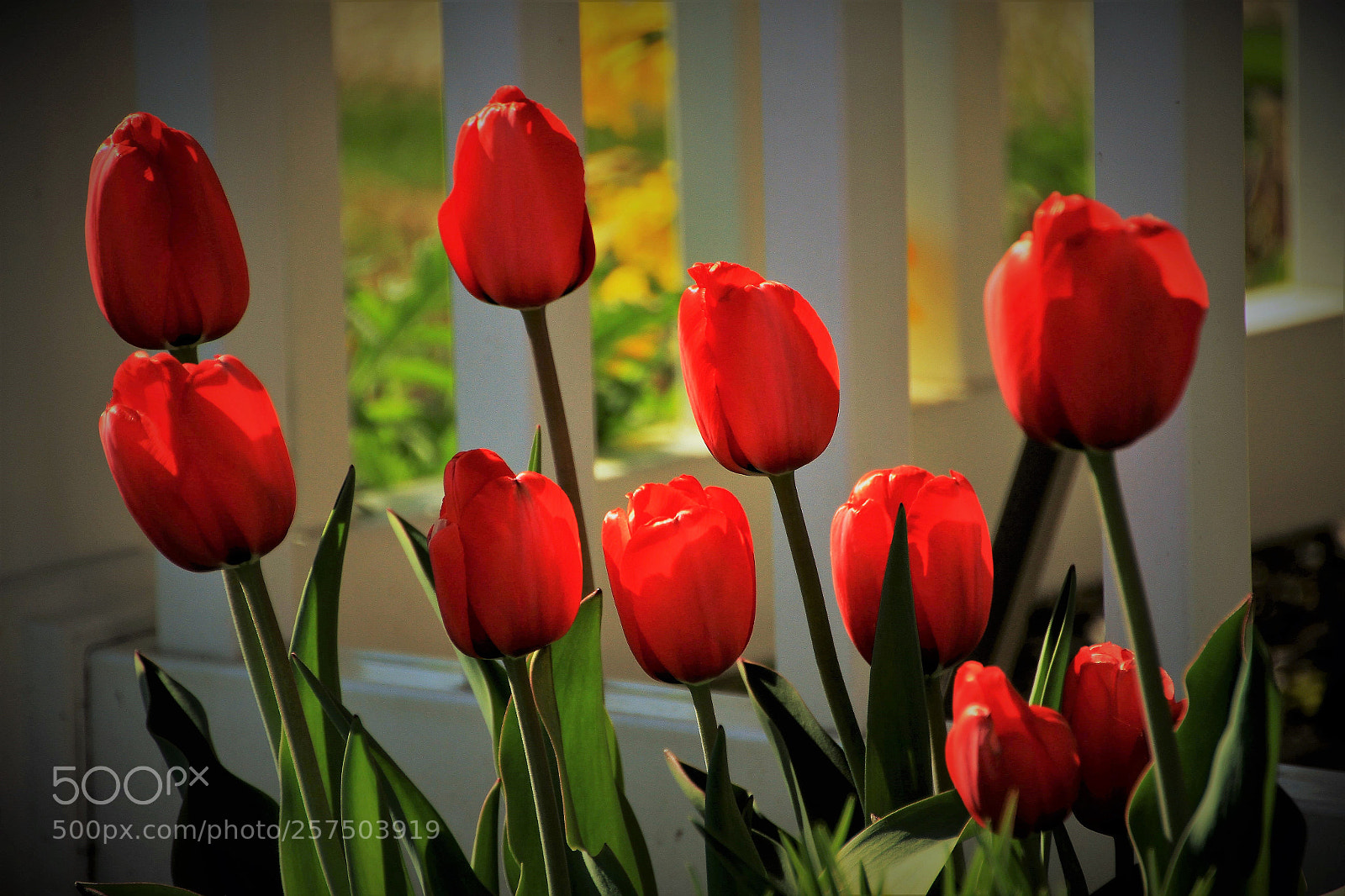Canon EOS 7D sample photo. Spring tulips photography