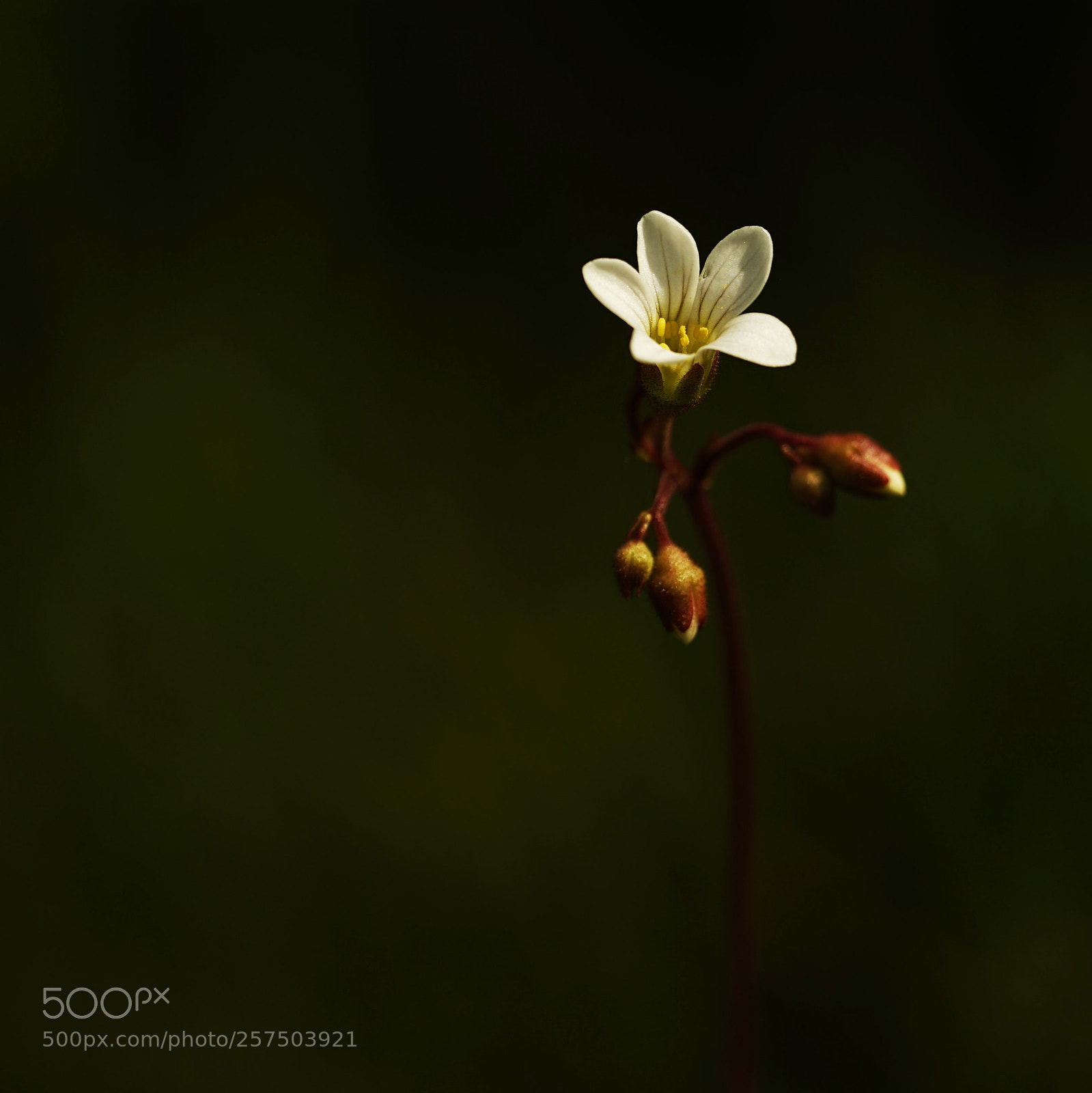 Sony a7 II sample photo. Flor silvestre photography
