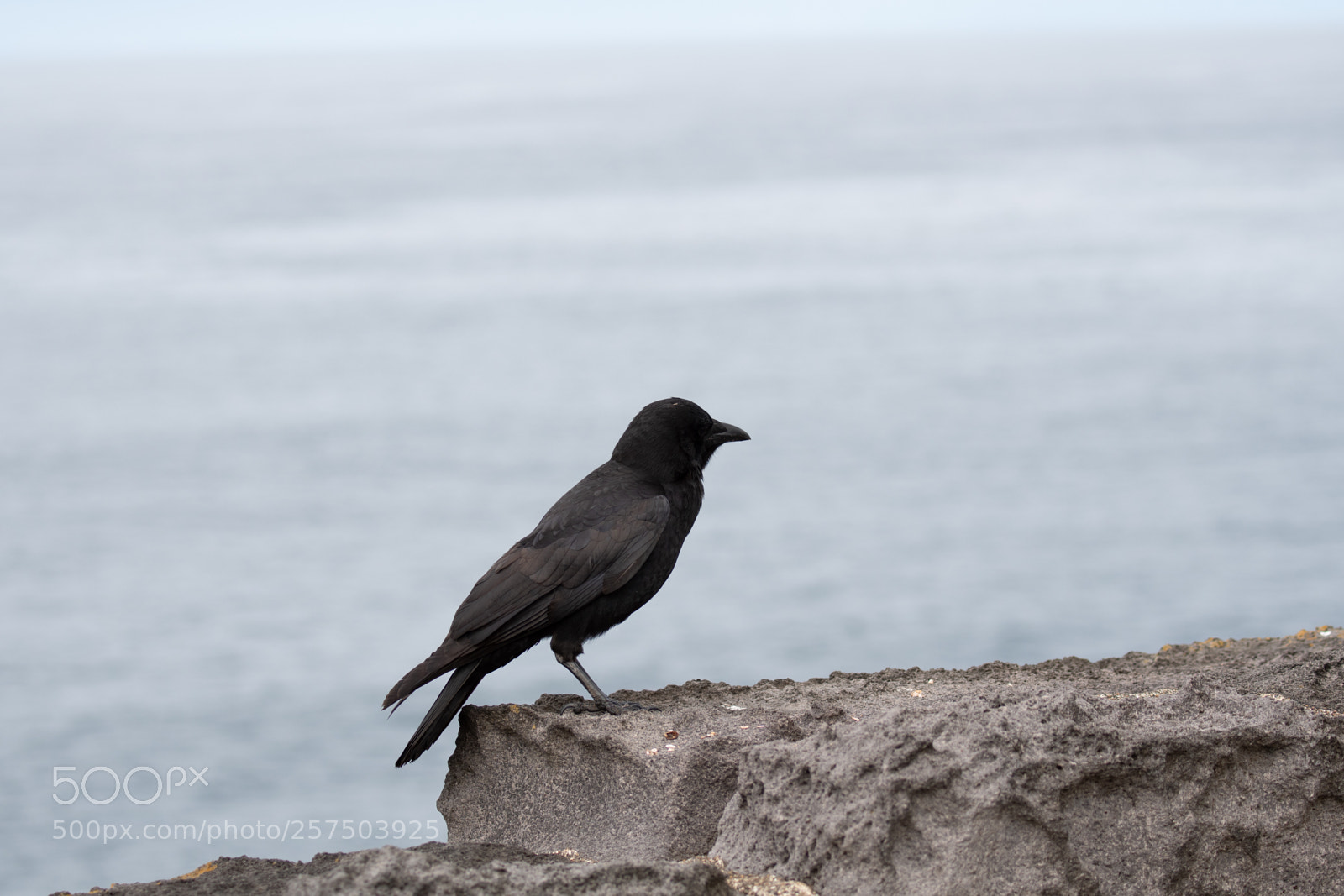 Nikon D500 sample photo. Redwing redwing balck bird photography