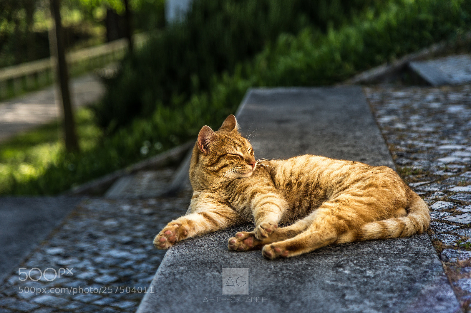 Canon EOS 6D sample photo. The cat that shines photography