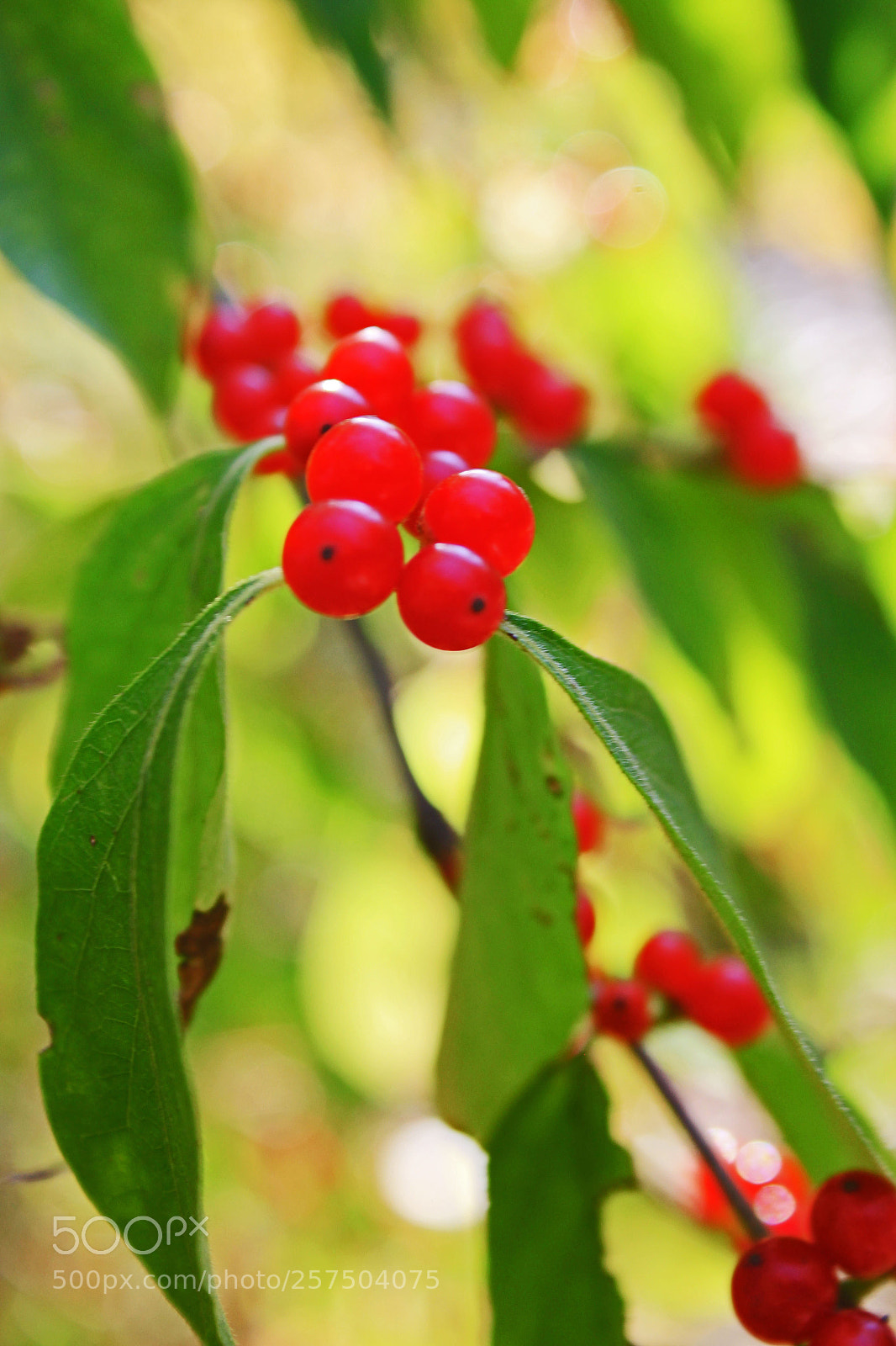 Canon EOS 550D (EOS Rebel T2i / EOS Kiss X4) sample photo. Berry goodness photography