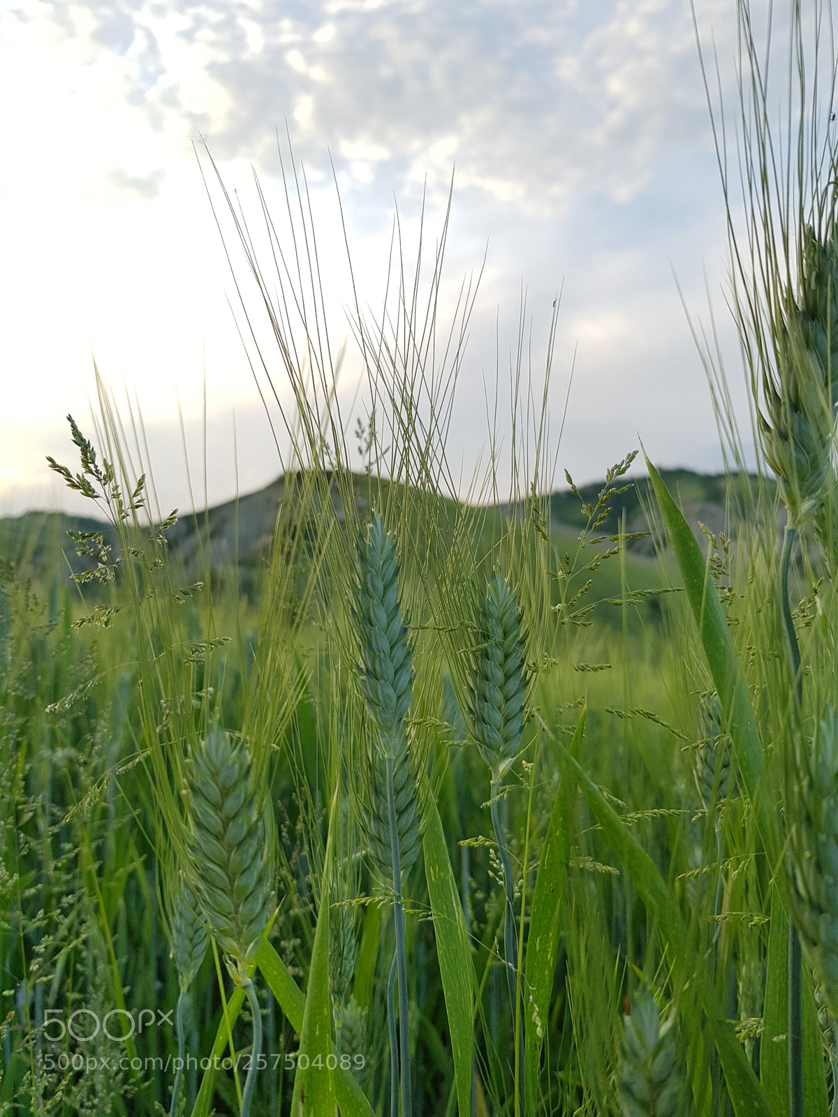 Samsung Galaxy S8+ sample photo. Untitled photography