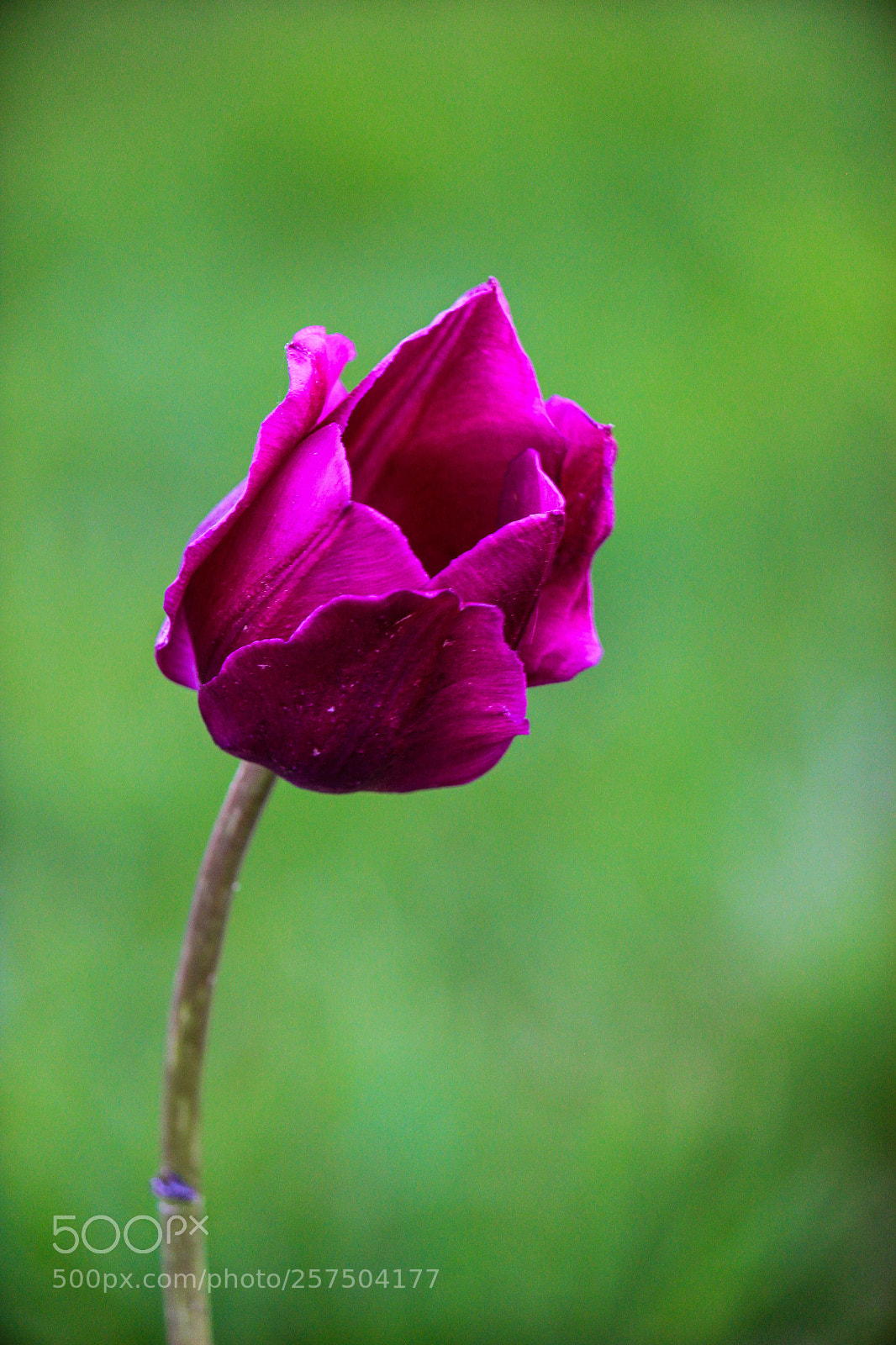 Canon EOS 550D (EOS Rebel T2i / EOS Kiss X4) sample photo. Purple tulip (of ) photography