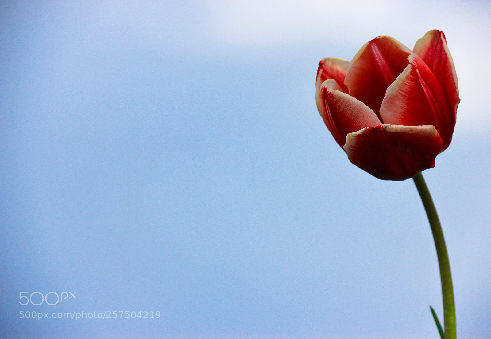 Canon EOS 550D (EOS Rebel T2i / EOS Kiss X4) sample photo. Spring flower(of ) photography