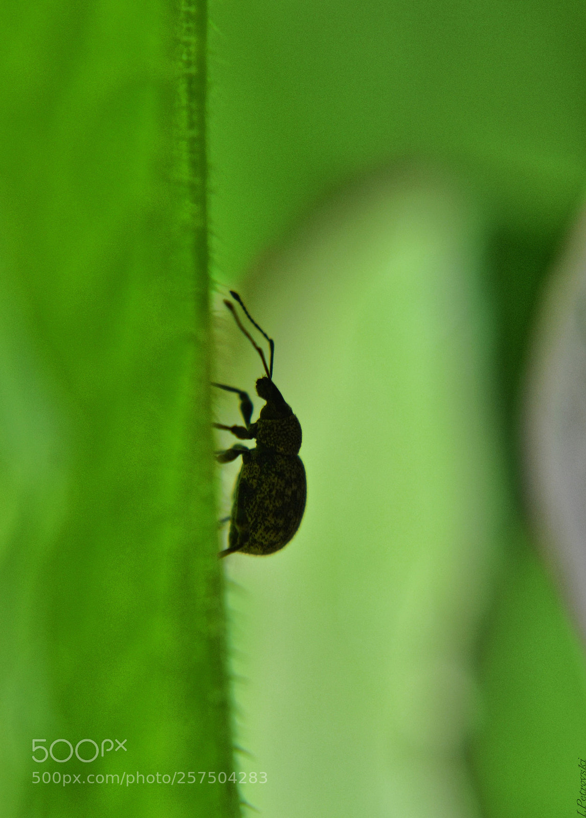 Nikon D3100 sample photo. Hard climb photography
