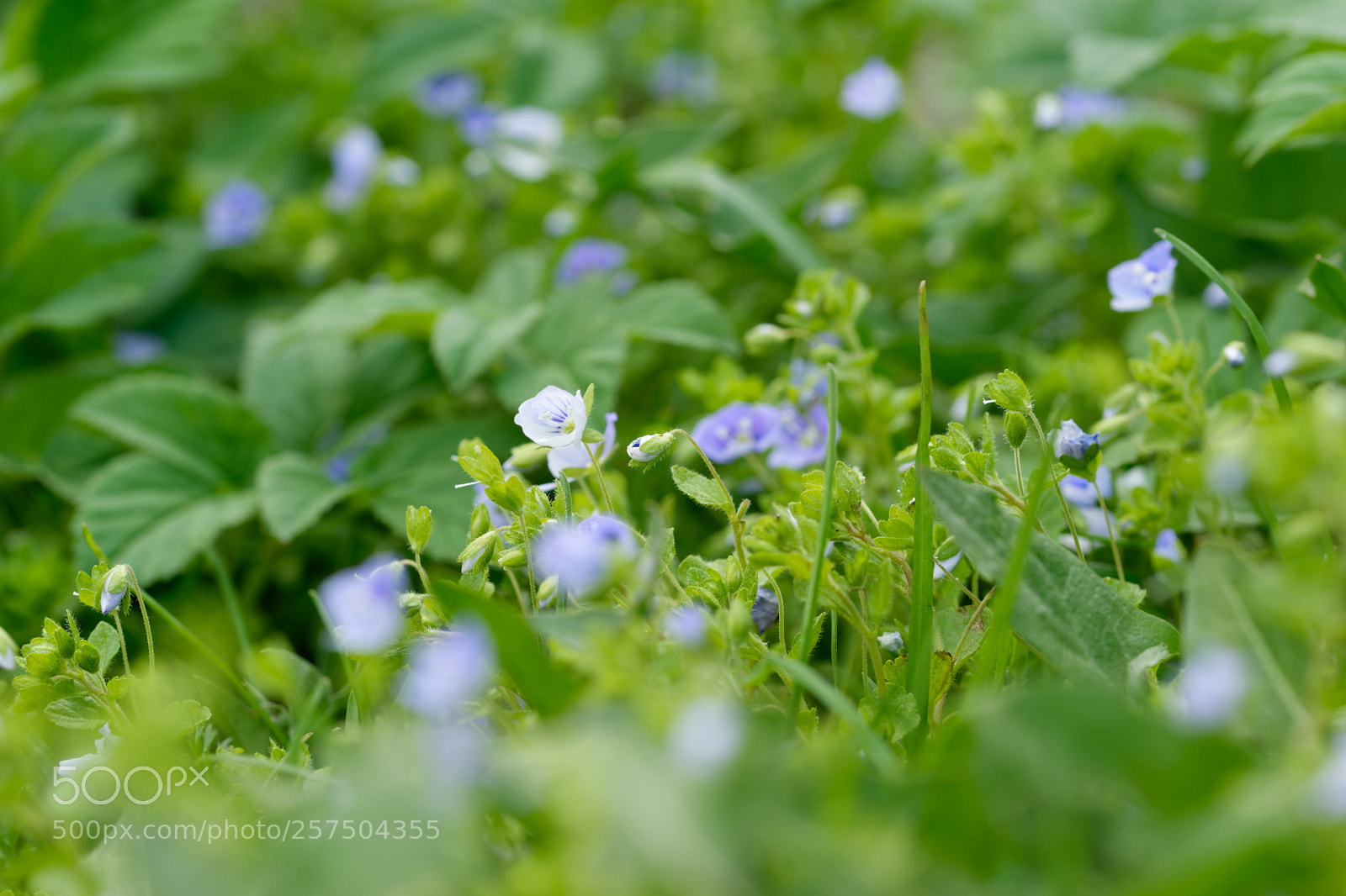 Nikon D5500 sample photo. 7310 photography