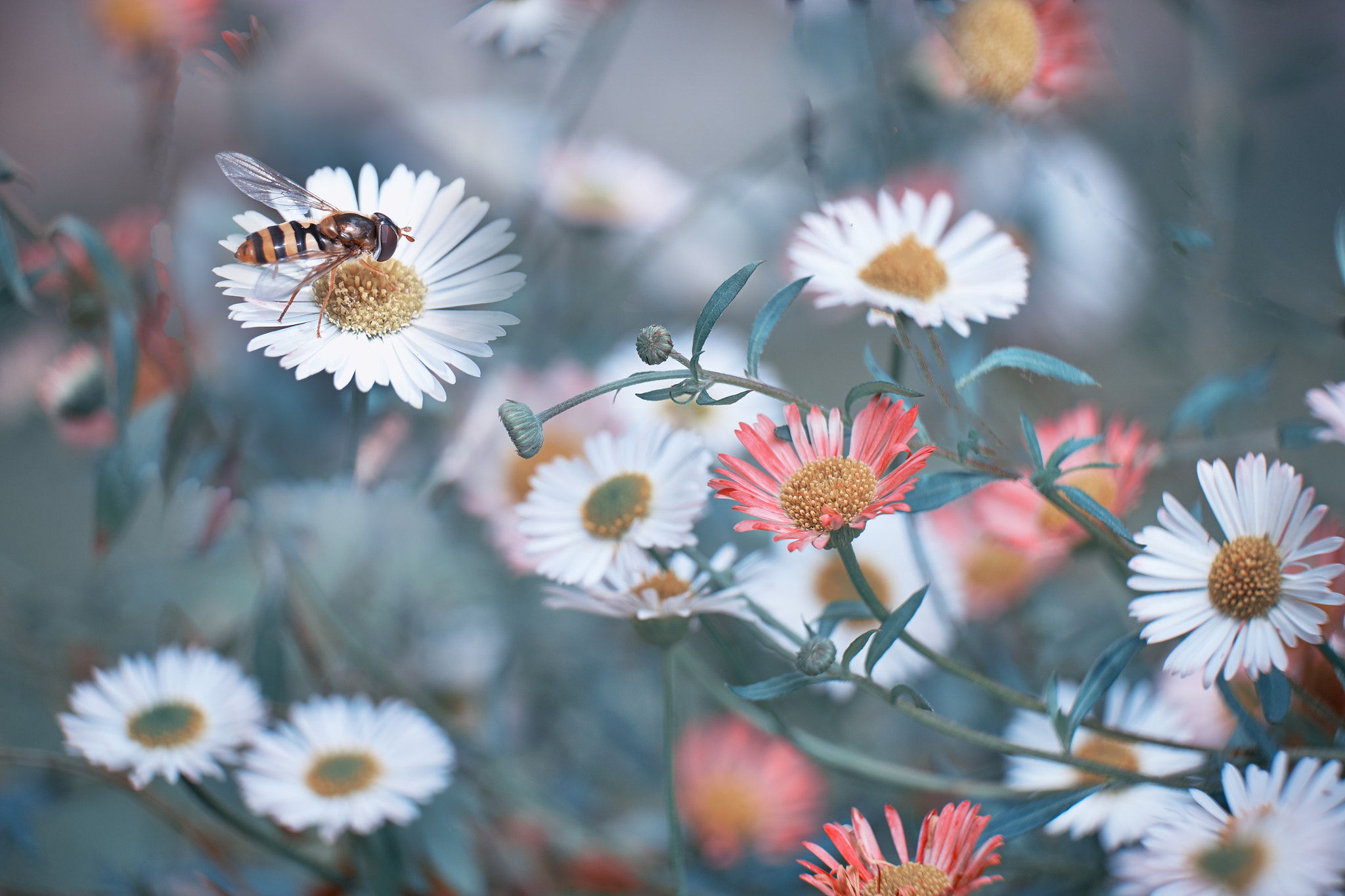 Fujifilm XF 55-200mm F3.5-4.8 R LM OIS sample photo. Ita vita photography