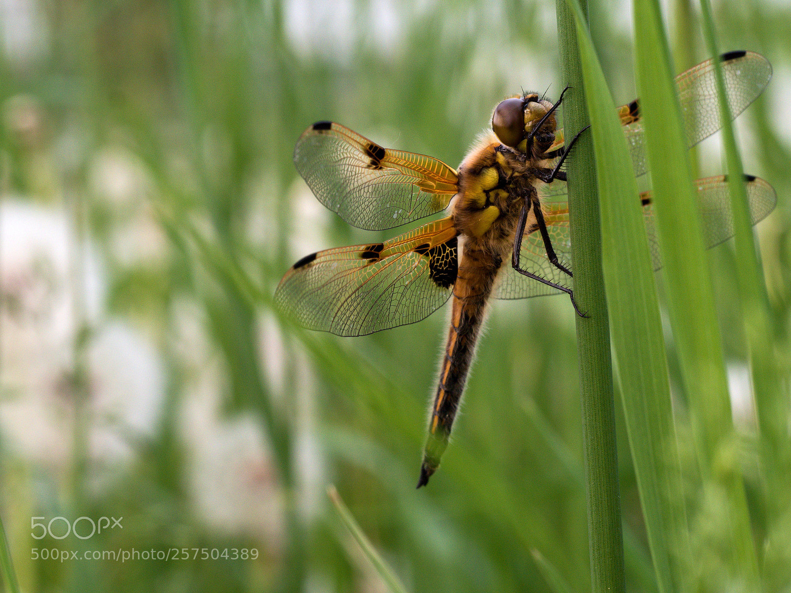 Olympus OM-D E-M5 II sample photo. Libelle photography