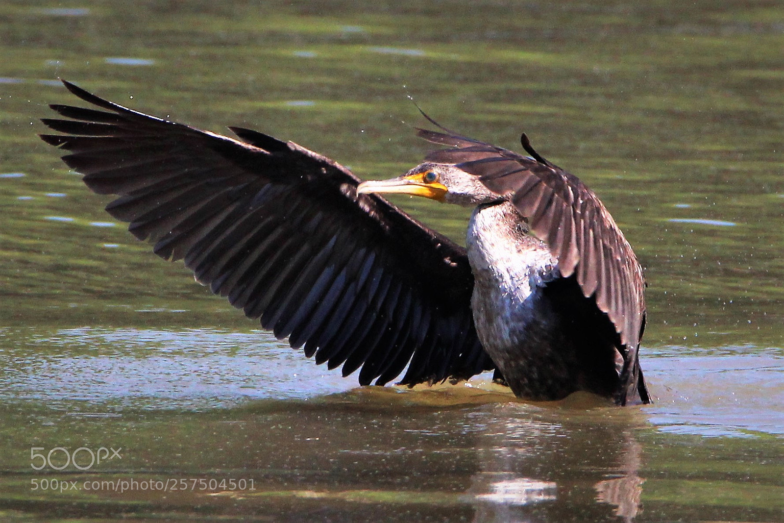Canon EOS 1200D (EOS Rebel T5 / EOS Kiss X70 / EOS Hi) sample photo. Cormorant photography