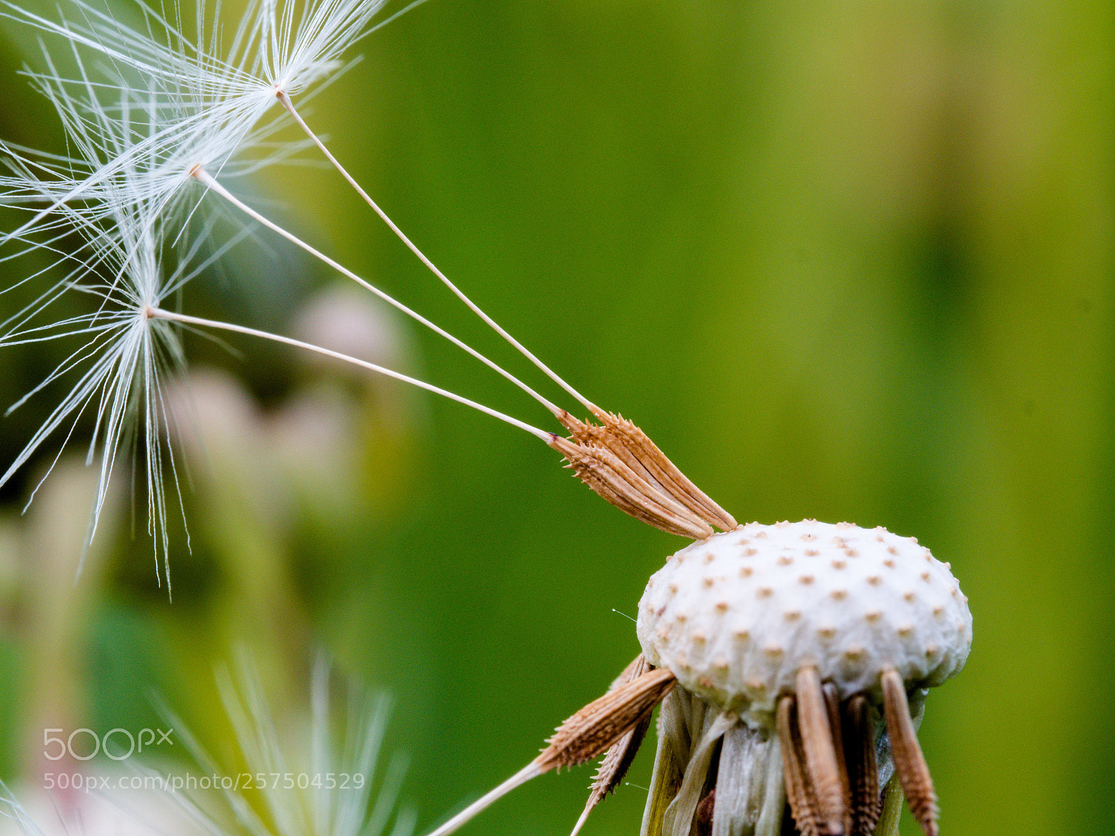 Olympus OM-D E-M5 II sample photo. Pusteblume photography