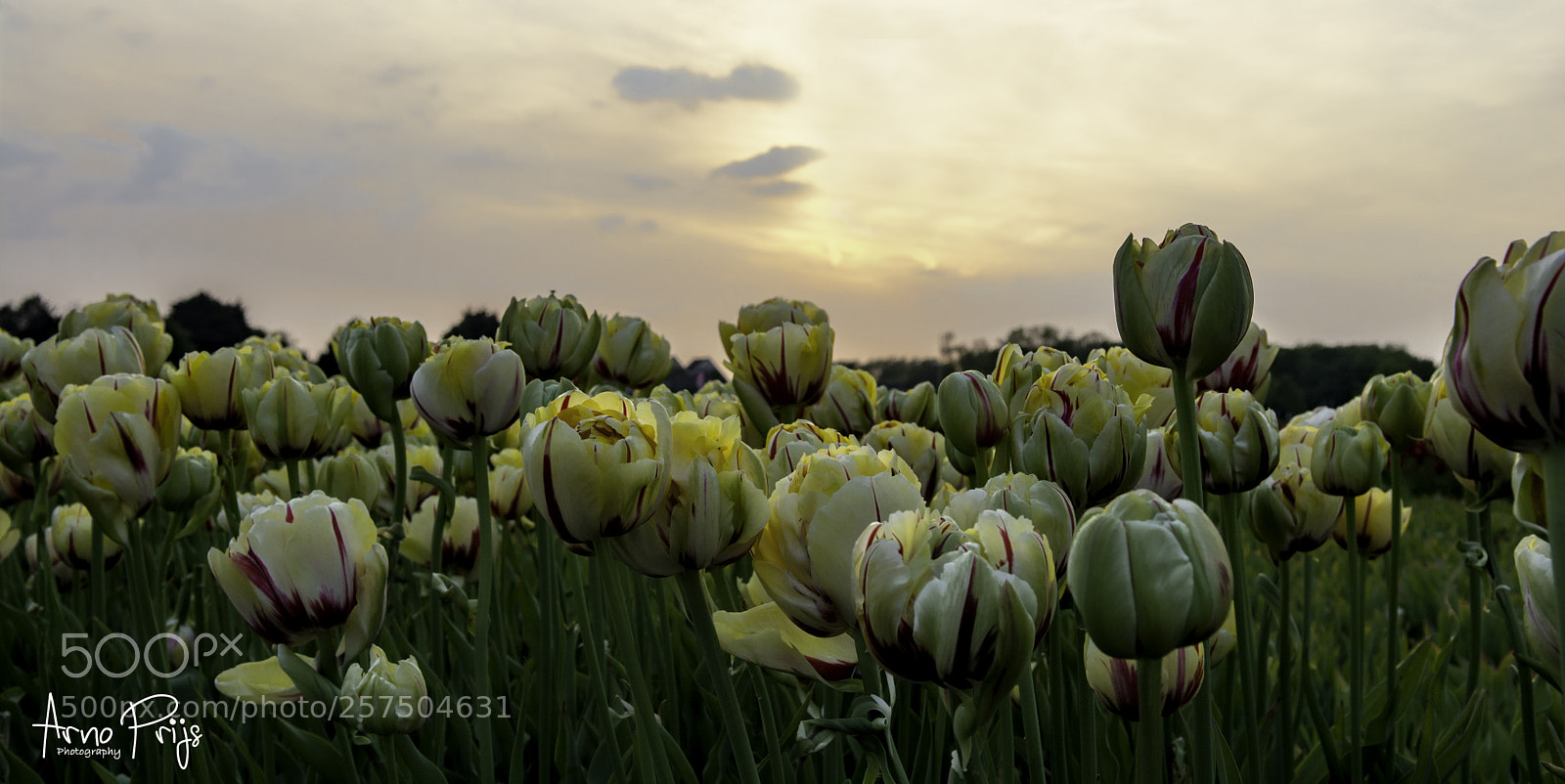 Nikon D7100 sample photo. Tulpen als de avond photography