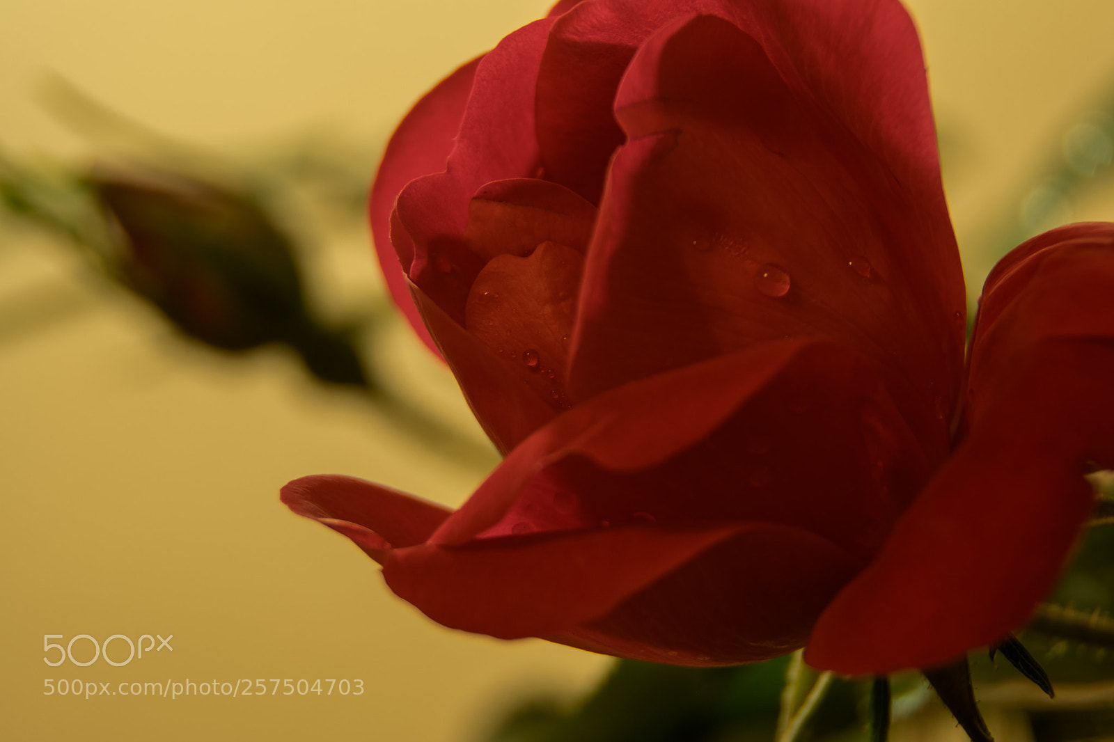 Nikon D5300 sample photo. Macro rose photography