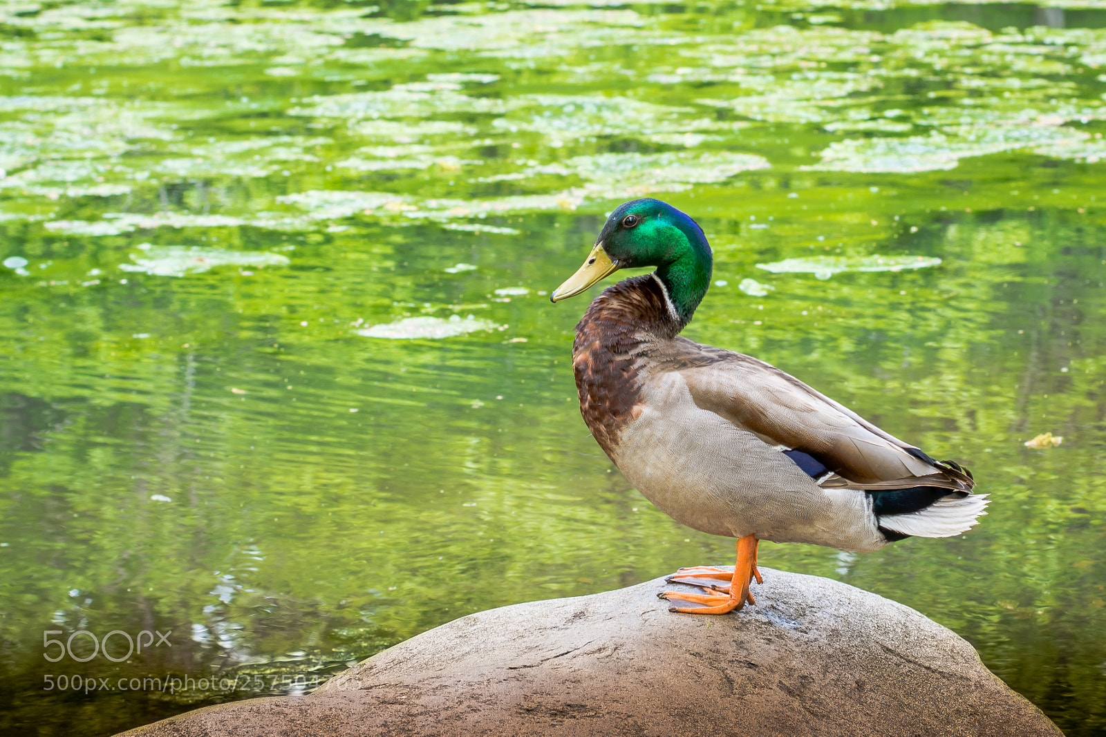Nikon D7200 sample photo. Untitled photography