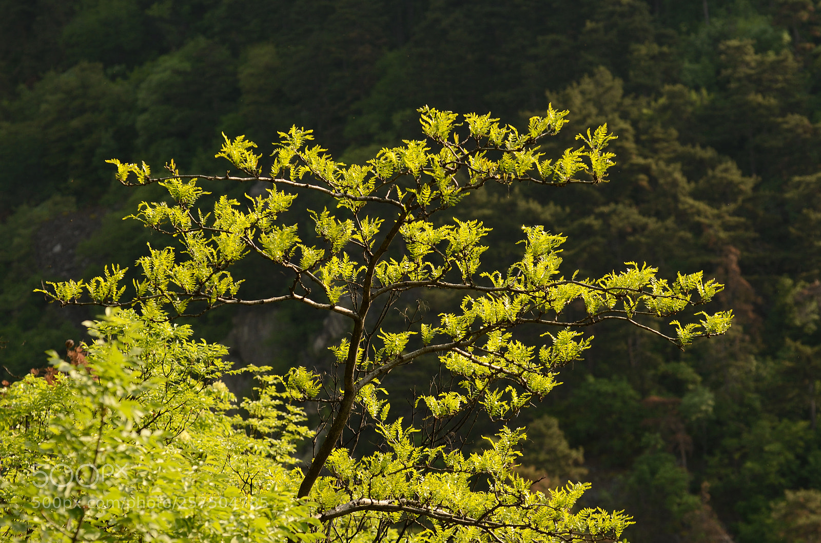 Nikon D7000 sample photo. Spring photography
