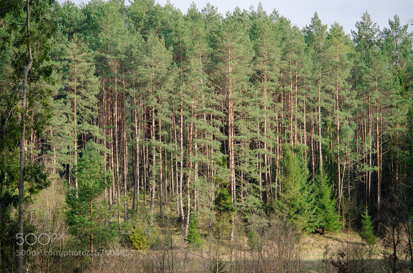 Nikon D7000 sample photo. Forest of warmia photography