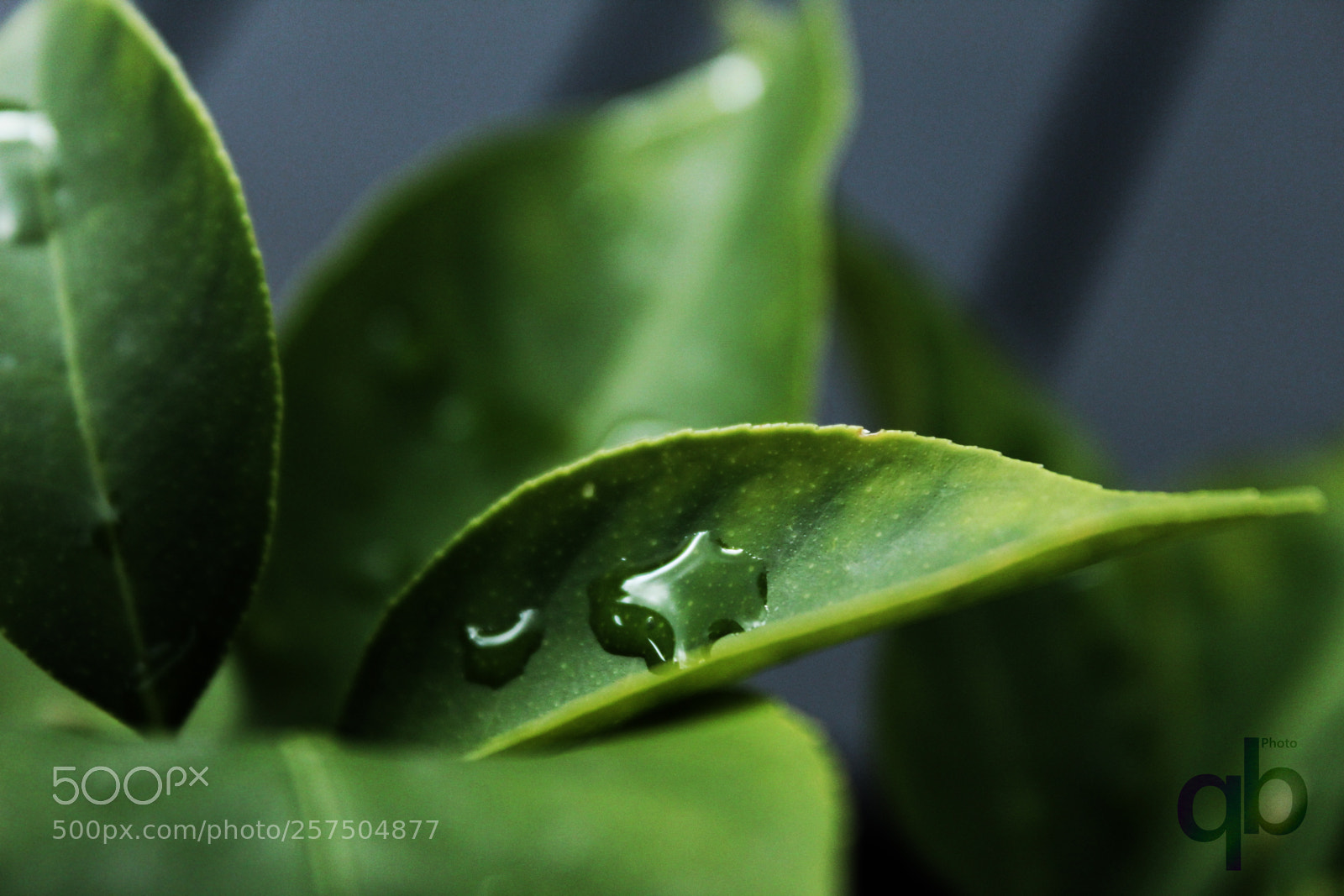 Canon EOS 1300D (EOS Rebel T6 / EOS Kiss X80) sample photo. Goute d'eau photography