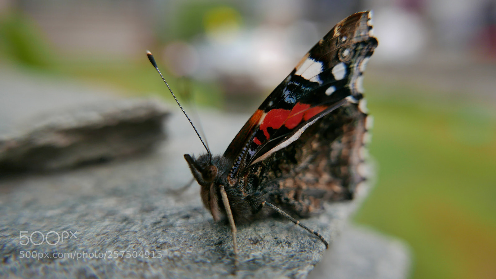 Panasonic Lumix DMC-LX100 sample photo. Do you found me photography