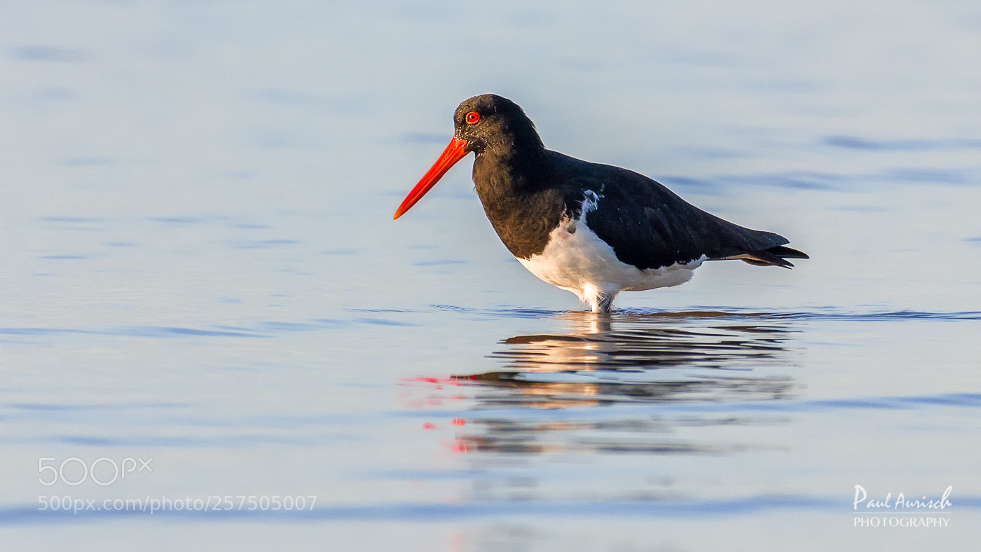 Nikon D500 sample photo. Pied oystercatcher photography