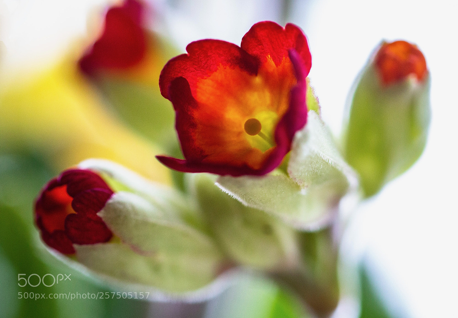 Canon EOS 70D sample photo. Ebcffb ccebaabf photography