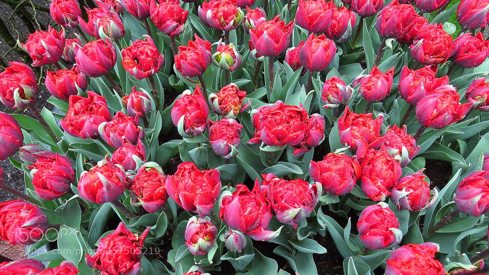 Canon PowerShot SX50 HS sample photo. Holland-tulpenland photography