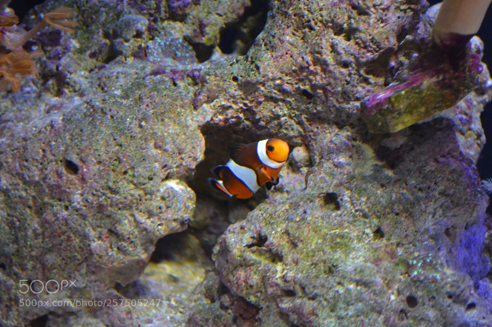 Nikon D3100 sample photo. False percula photography