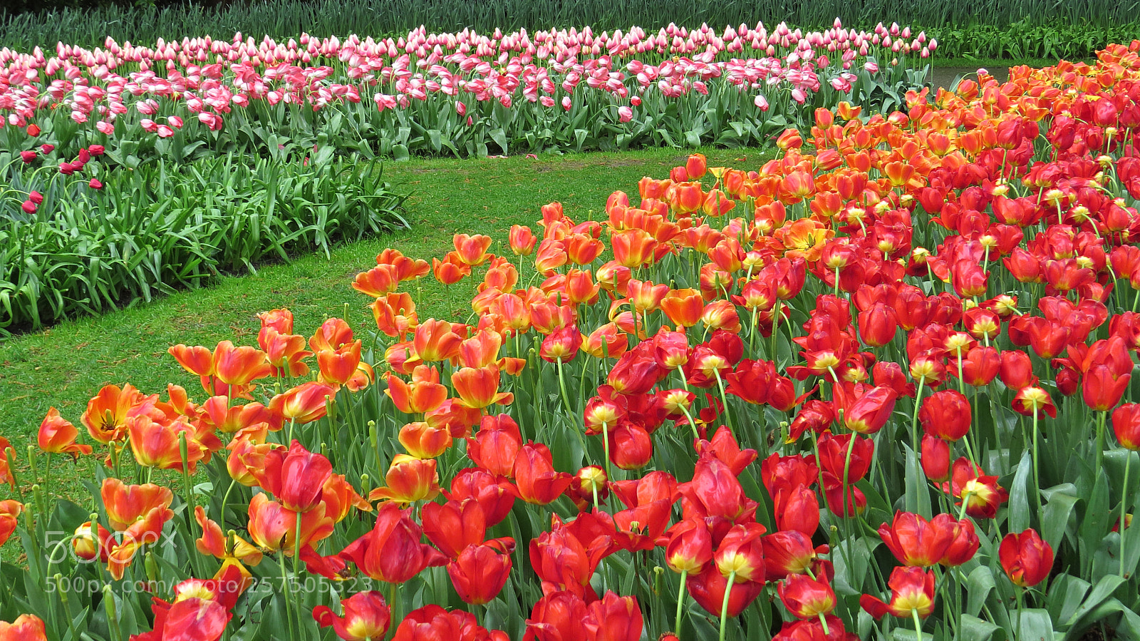 Canon PowerShot SX50 HS sample photo. Holland - tulpenland photography
