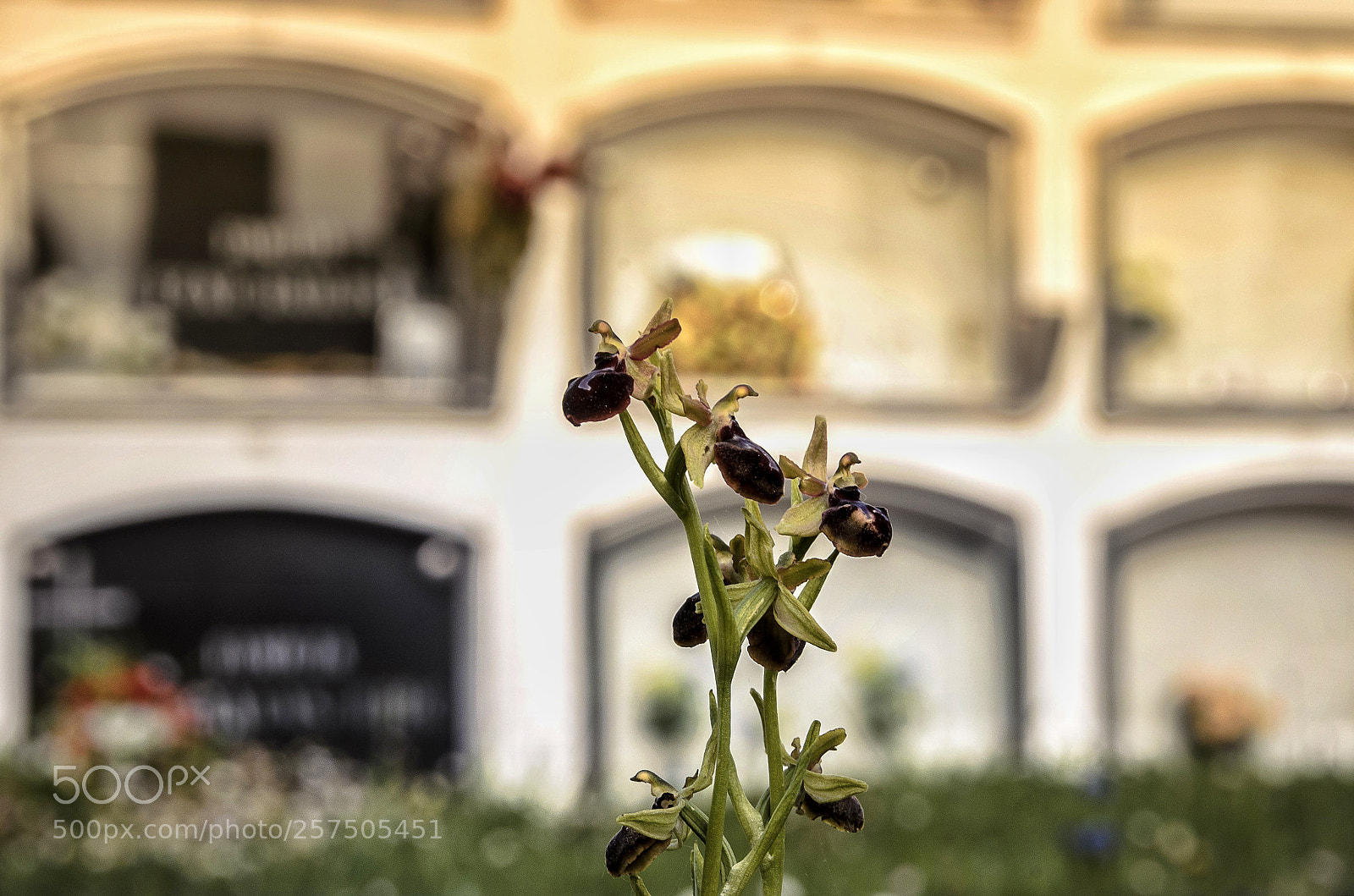 Nikon D5100 sample photo. Untitled photography