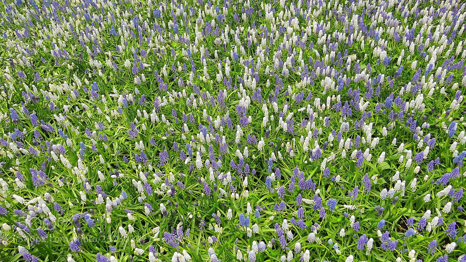 Canon PowerShot SX50 HS sample photo. Keukenhof photography