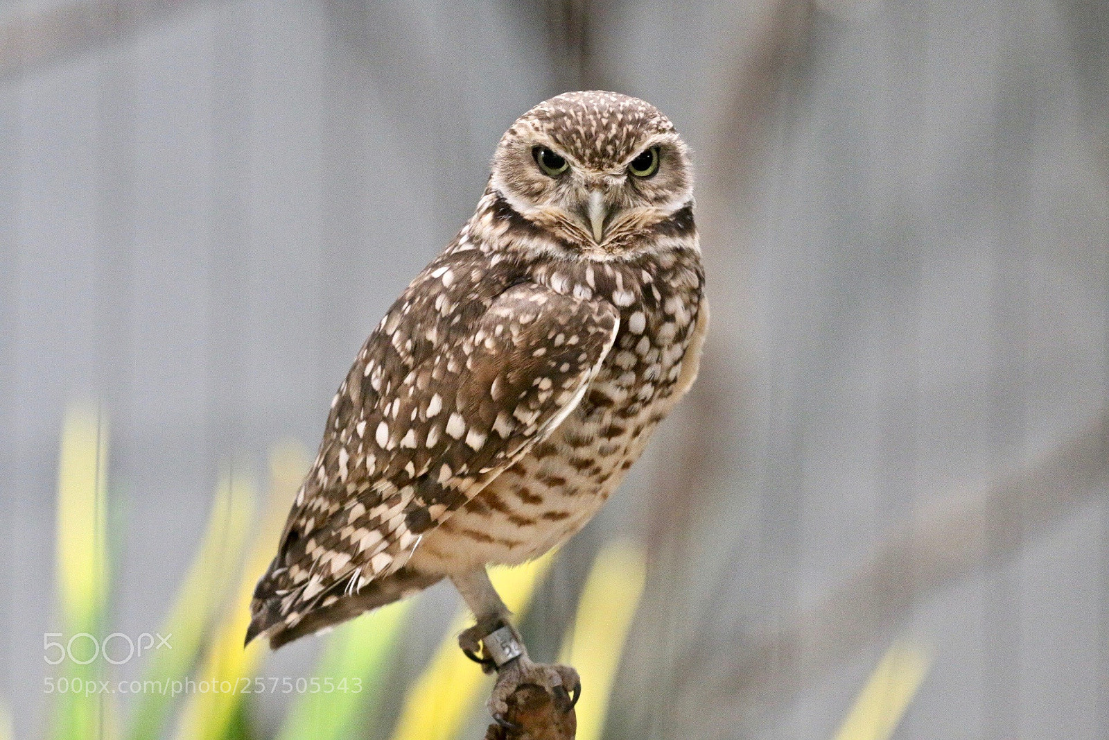 Canon EOS 70D sample photo. Owl city photography