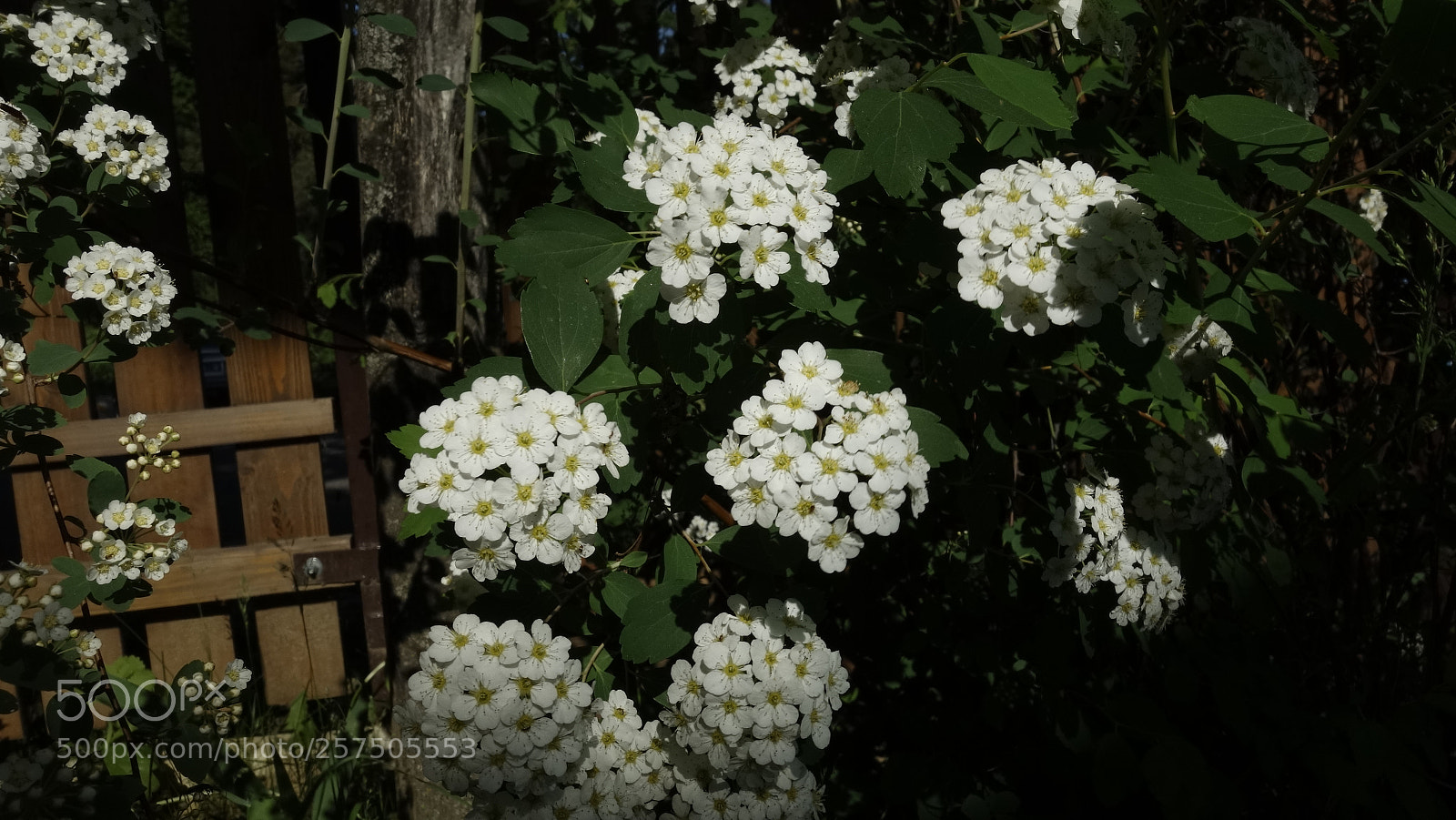 Sony Cyber-shot DSC-RX100 sample photo. Snowmound photography
