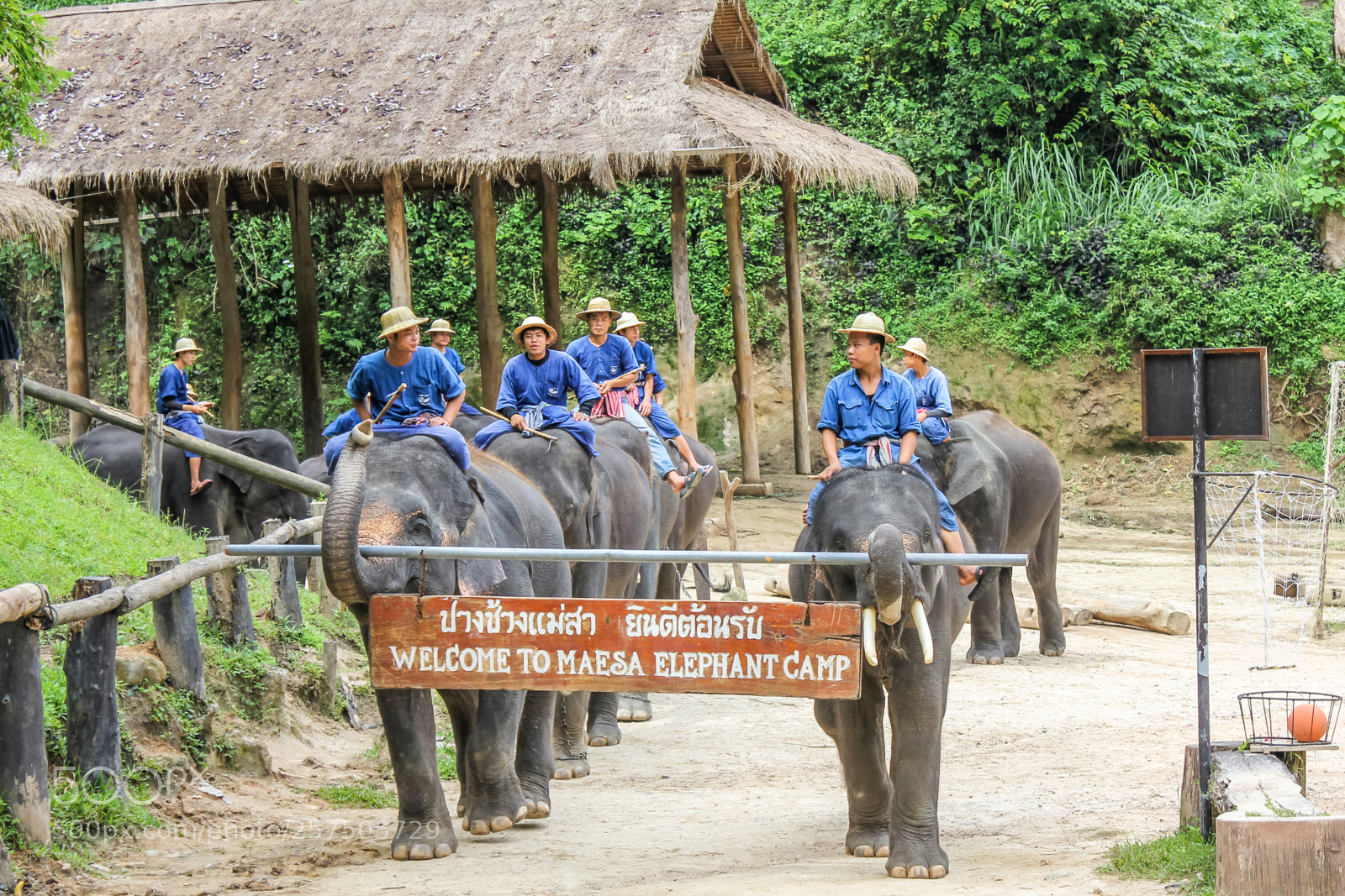 Canon EOS 550D (EOS Rebel T2i / EOS Kiss X4) sample photo. Elephants parade photography