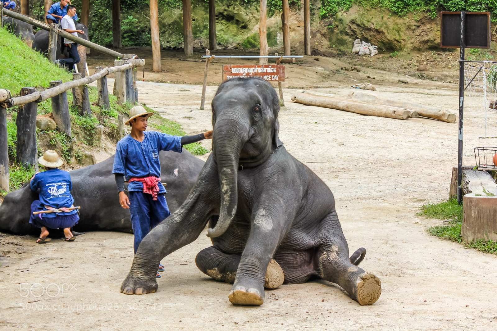Canon EOS 550D (EOS Rebel T2i / EOS Kiss X4) sample photo. Maesa elephant camp photography