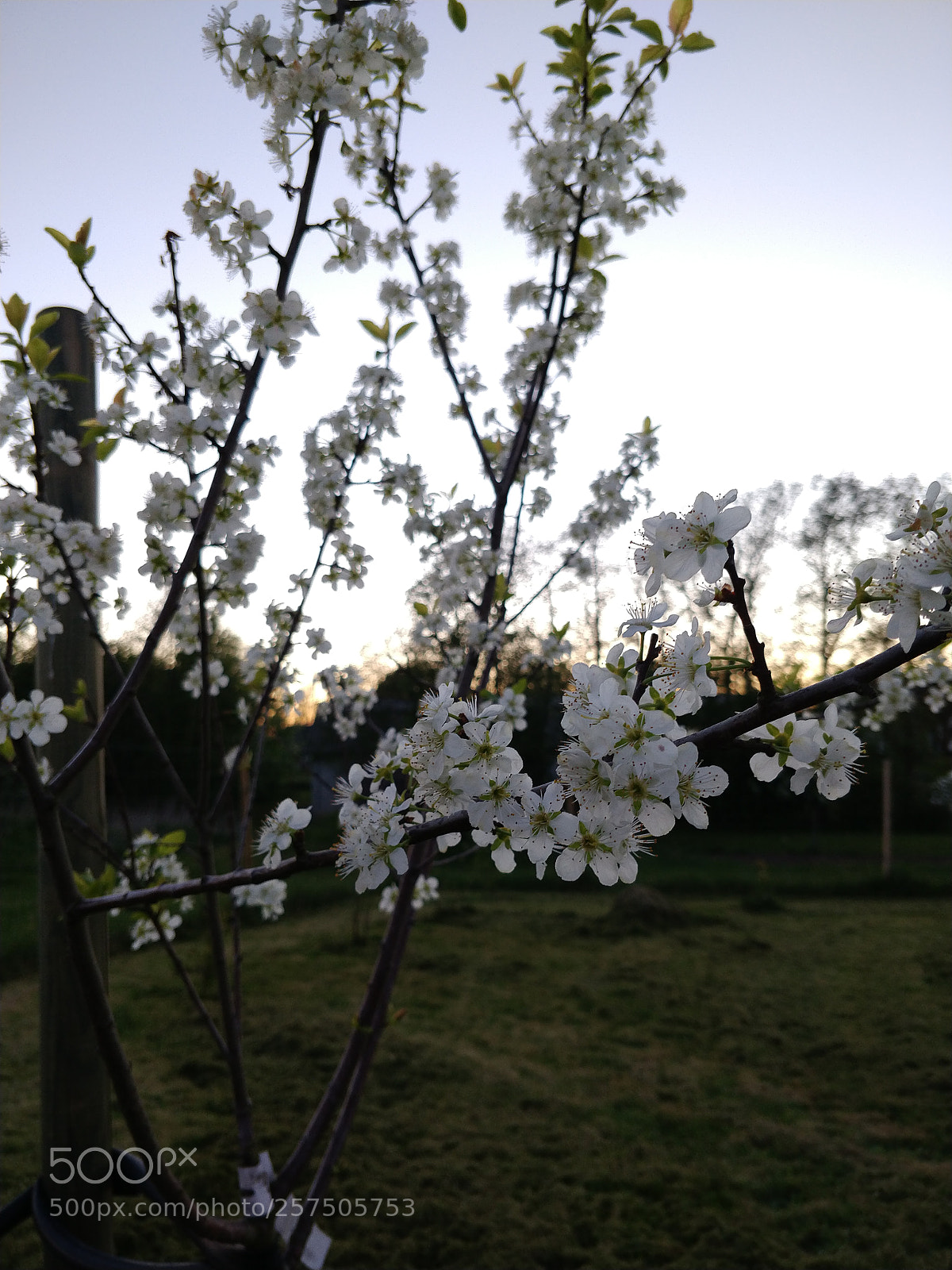 OnePlus 5T sample photo. Apple flowers photography