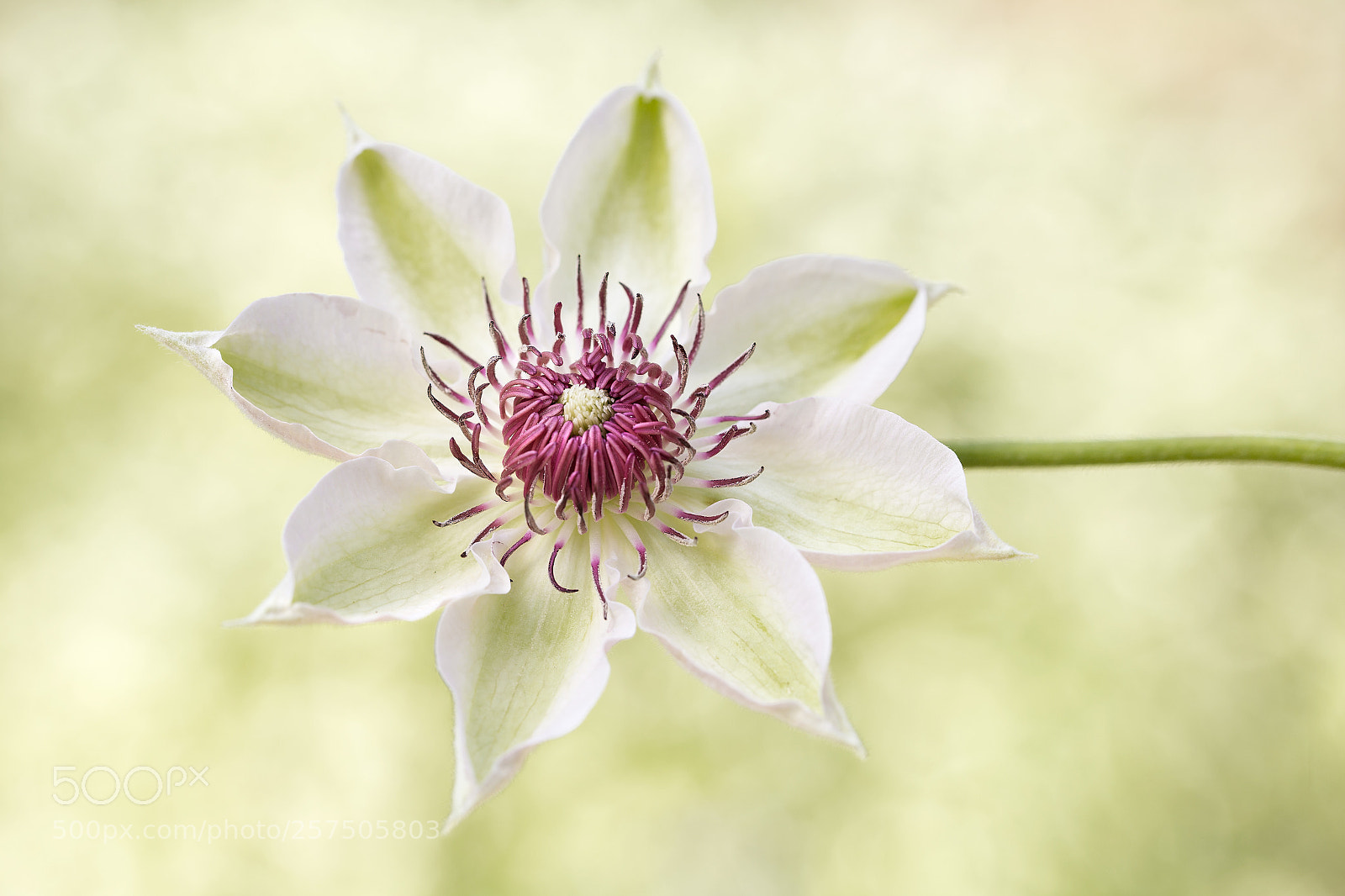 Canon EOS 6D sample photo. Clematis photography