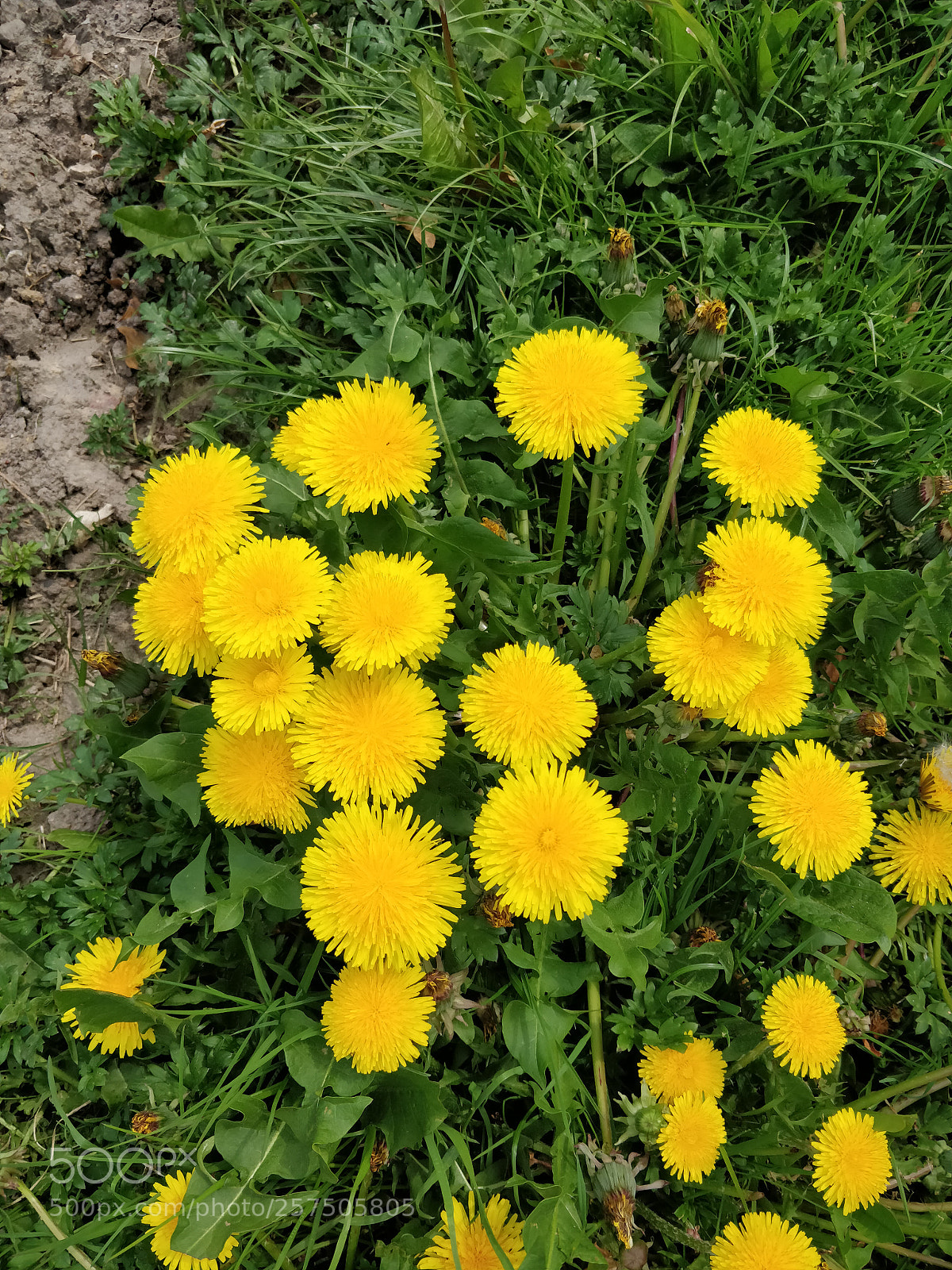 OnePlus 5T sample photo. Yellow flowers photography
