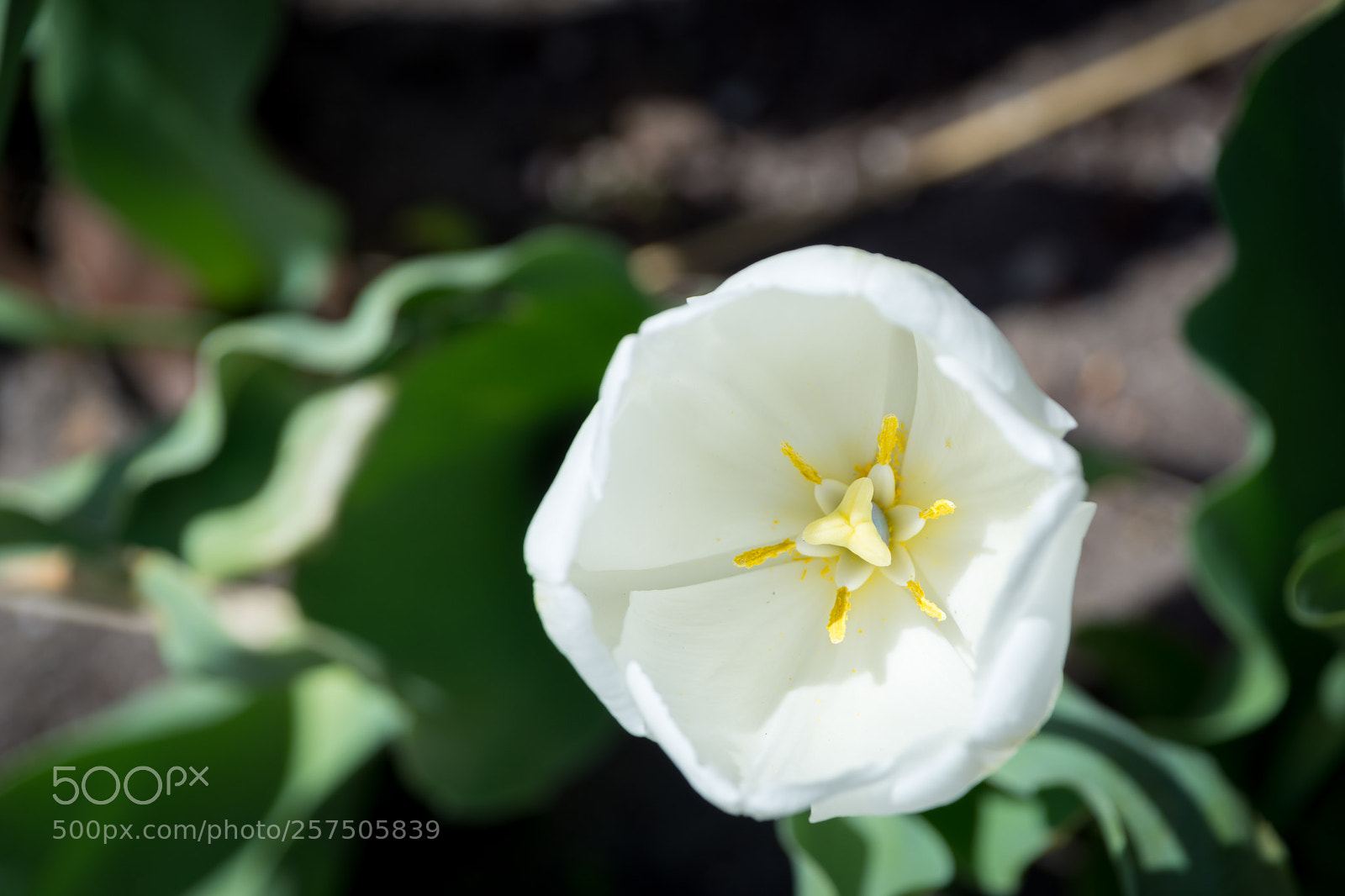 Nikon D7200 sample photo. White flower photography