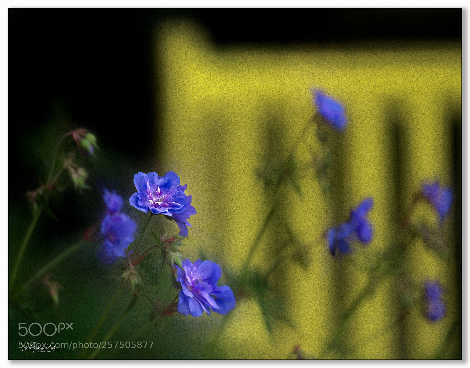 Fujifilm X-T2 sample photo. Wiveton yellow bench .... photography