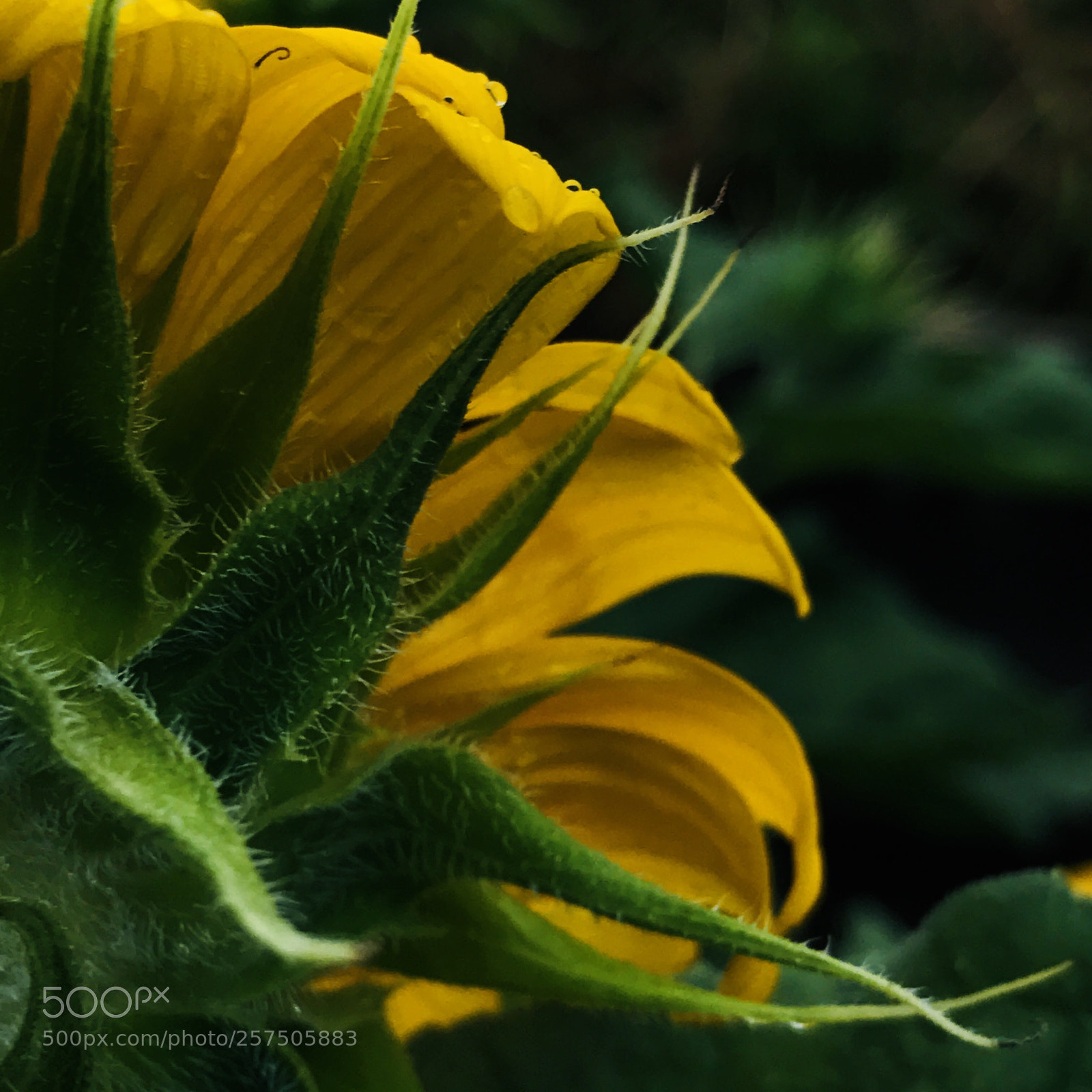 Apple iPhone 7 Plus sample photo. Yellow & green photography