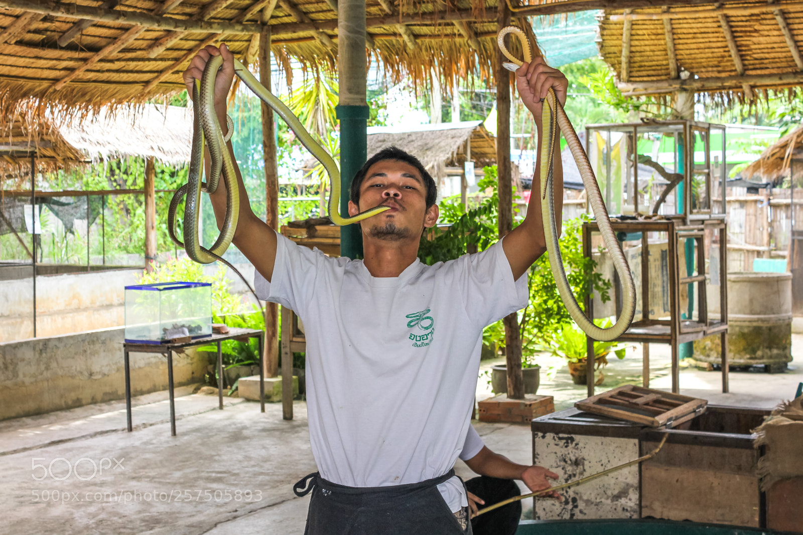 Canon EOS 550D (EOS Rebel T2i / EOS Kiss X4) sample photo. Snake show photography