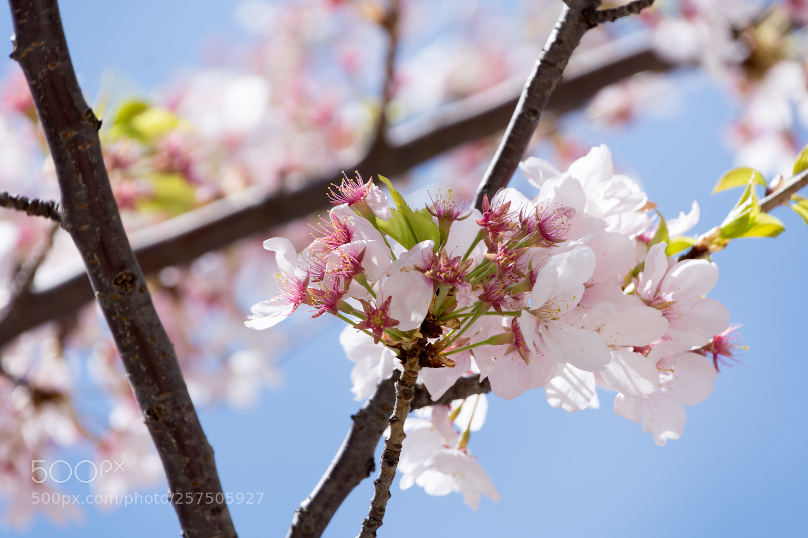 Nikon D7200 sample photo. Cherry blossoms 2 photography
